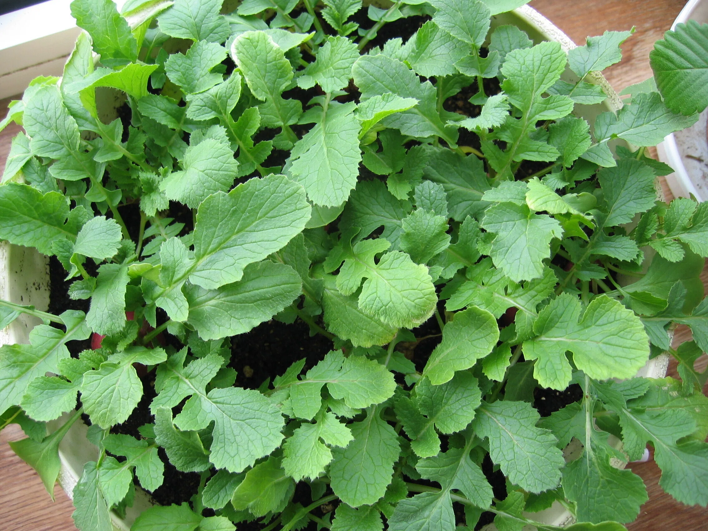植木鉢でラディッシュのタネまき｜sola og planta 作業日誌