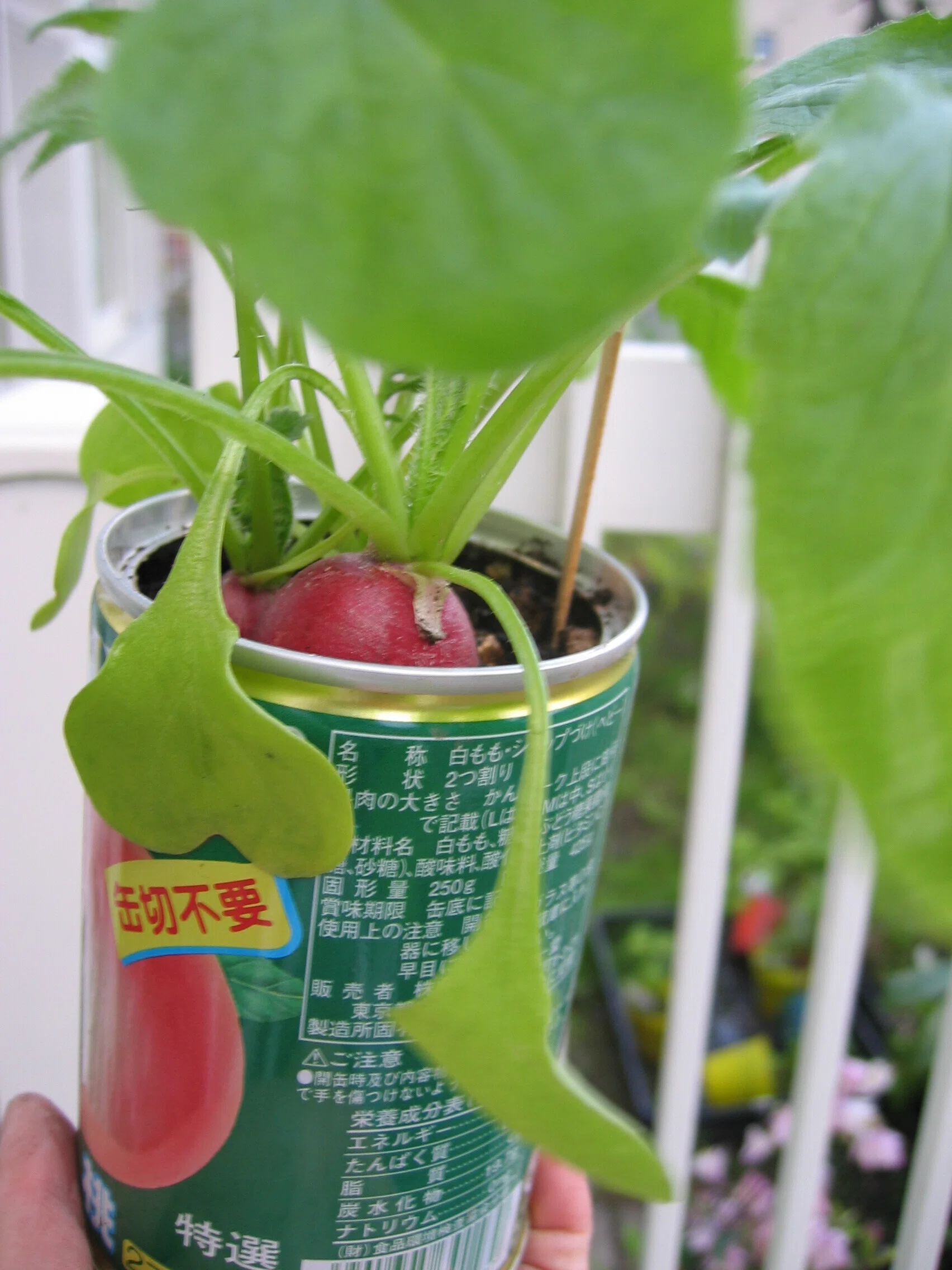 植木鉢でラディッシュのタネまき｜sola og planta 作業日誌