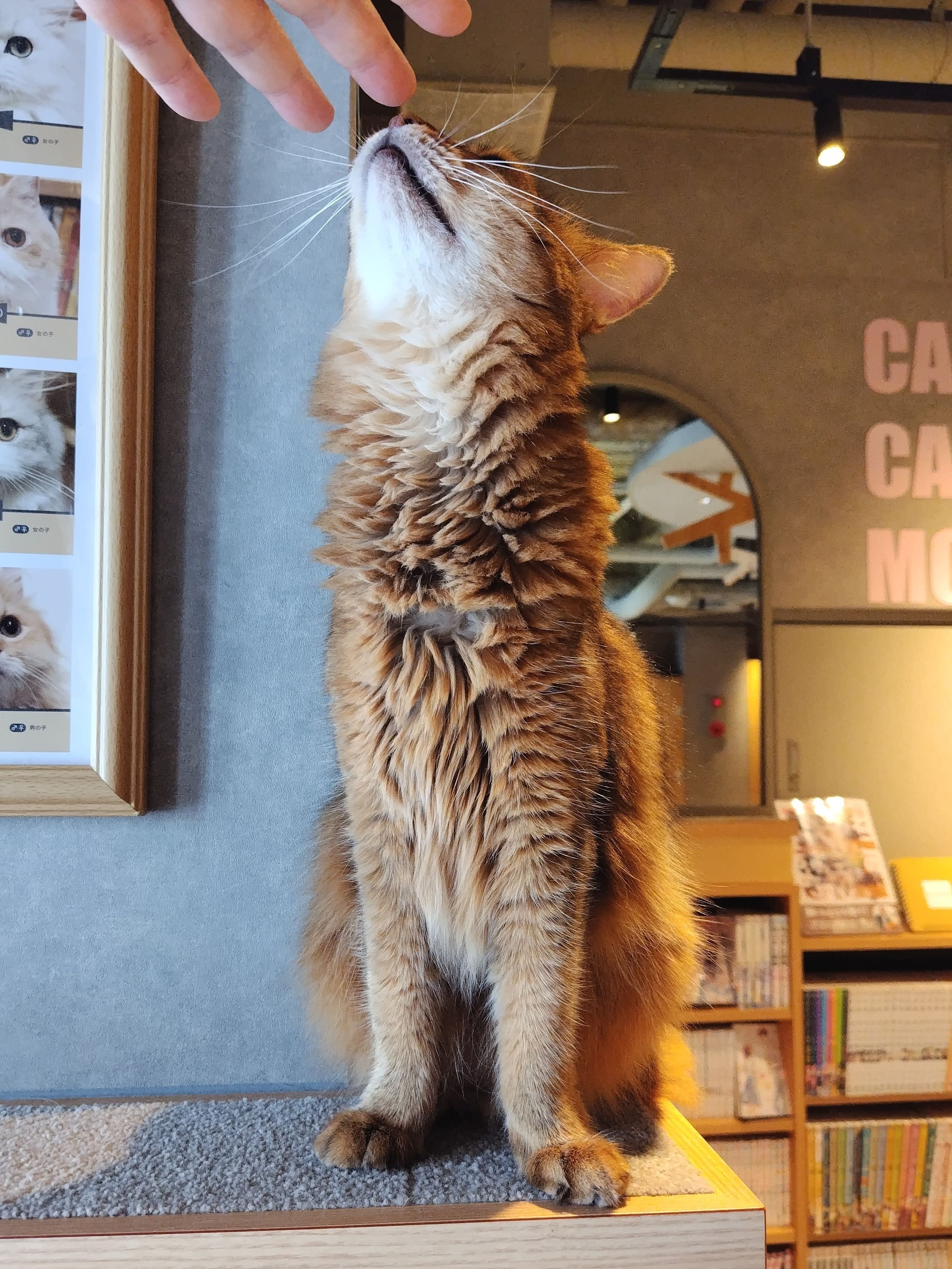 カプリチョーザと猫カフェモカ（MOCHA）三宮店｜M_ayumi