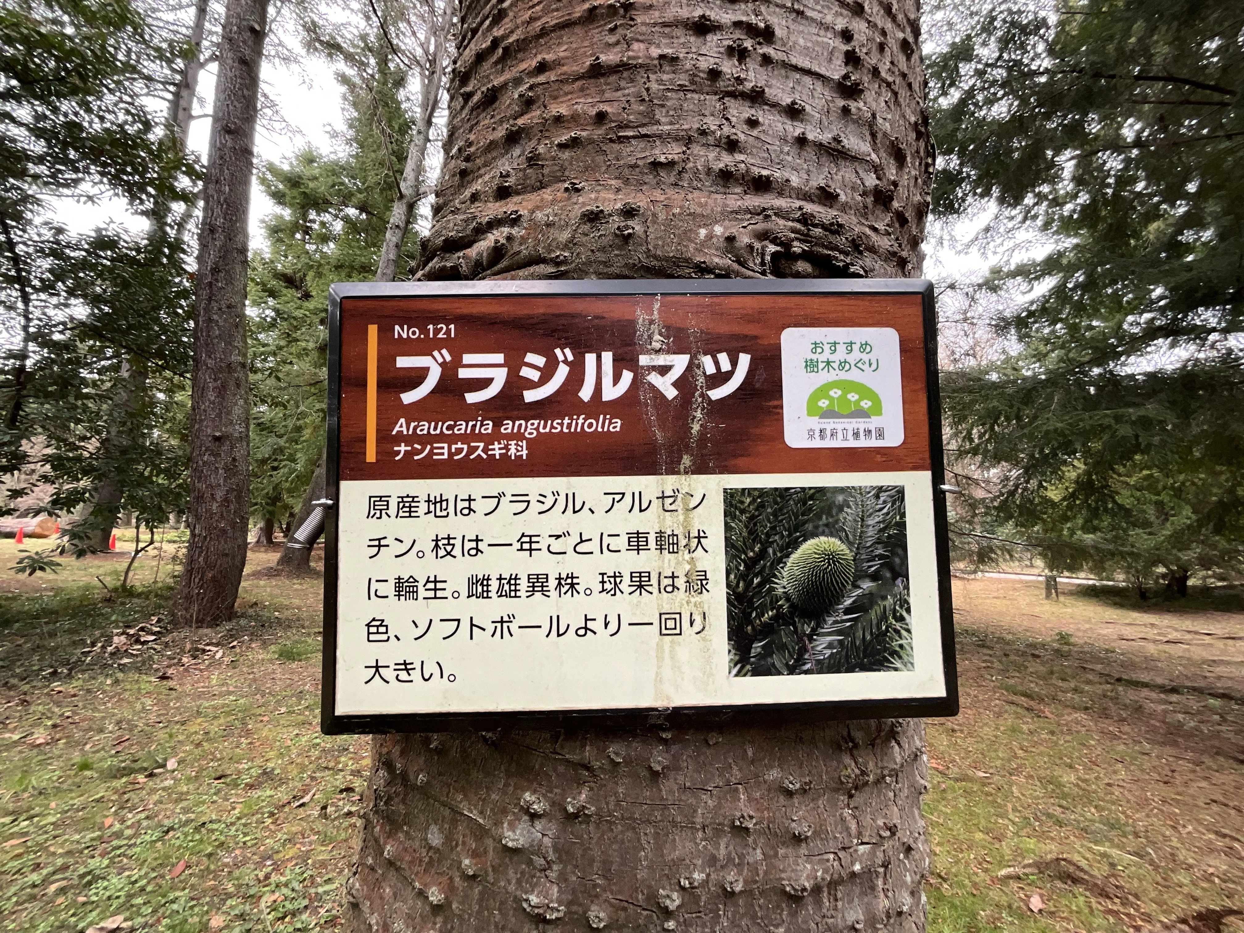 【ブラジル】デンドライト石板額　花草化石　DENDRITOS DO The_Plant_Society_506.jpg?v= BRAZIL 置物