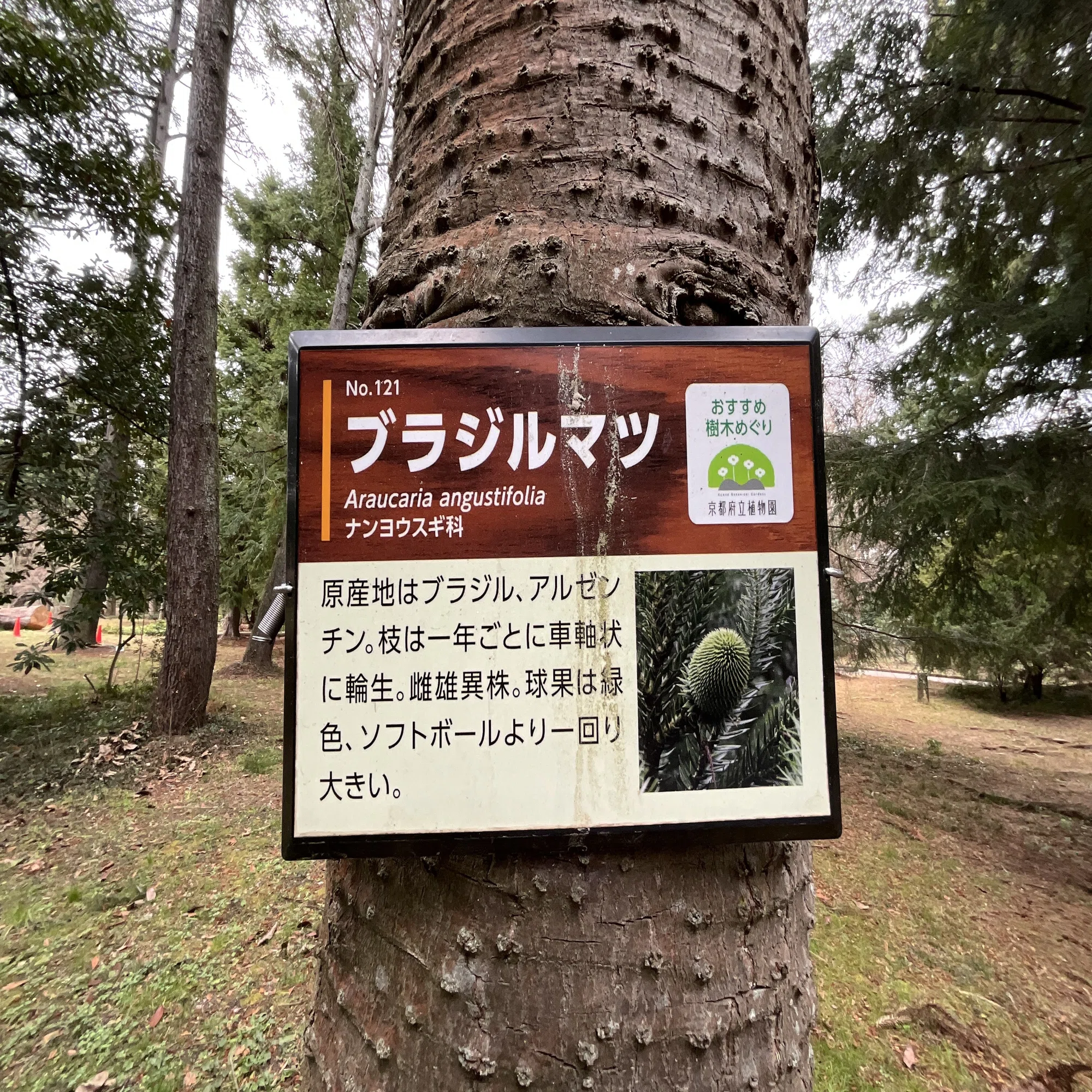 ブラジルマツ（京都府立植物園）No.121：2026年3月6日（金）｜藤井秀昭 
