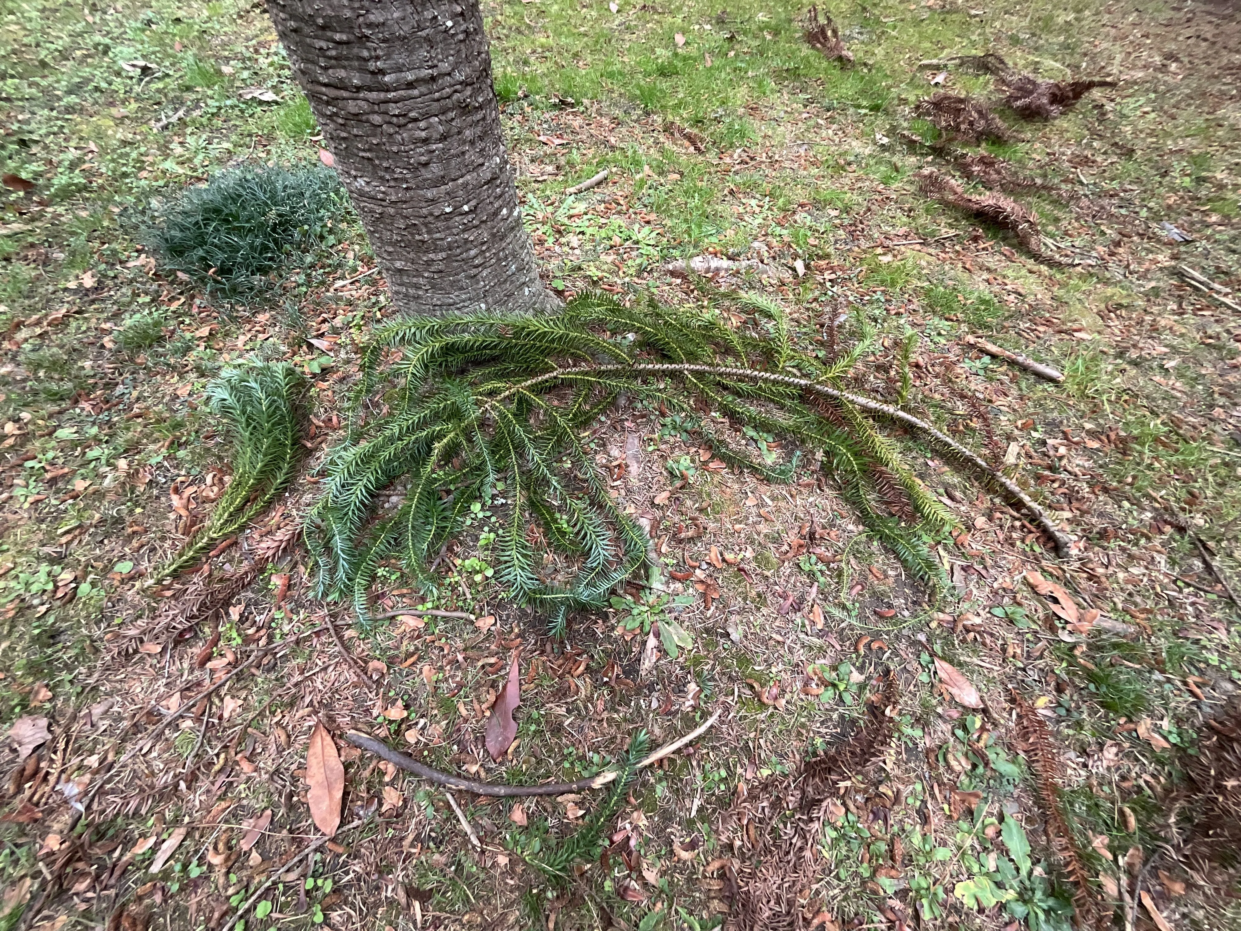 ブラジルマツ（京都府立植物園）No.121：2026年3月6日（金）｜藤井秀昭