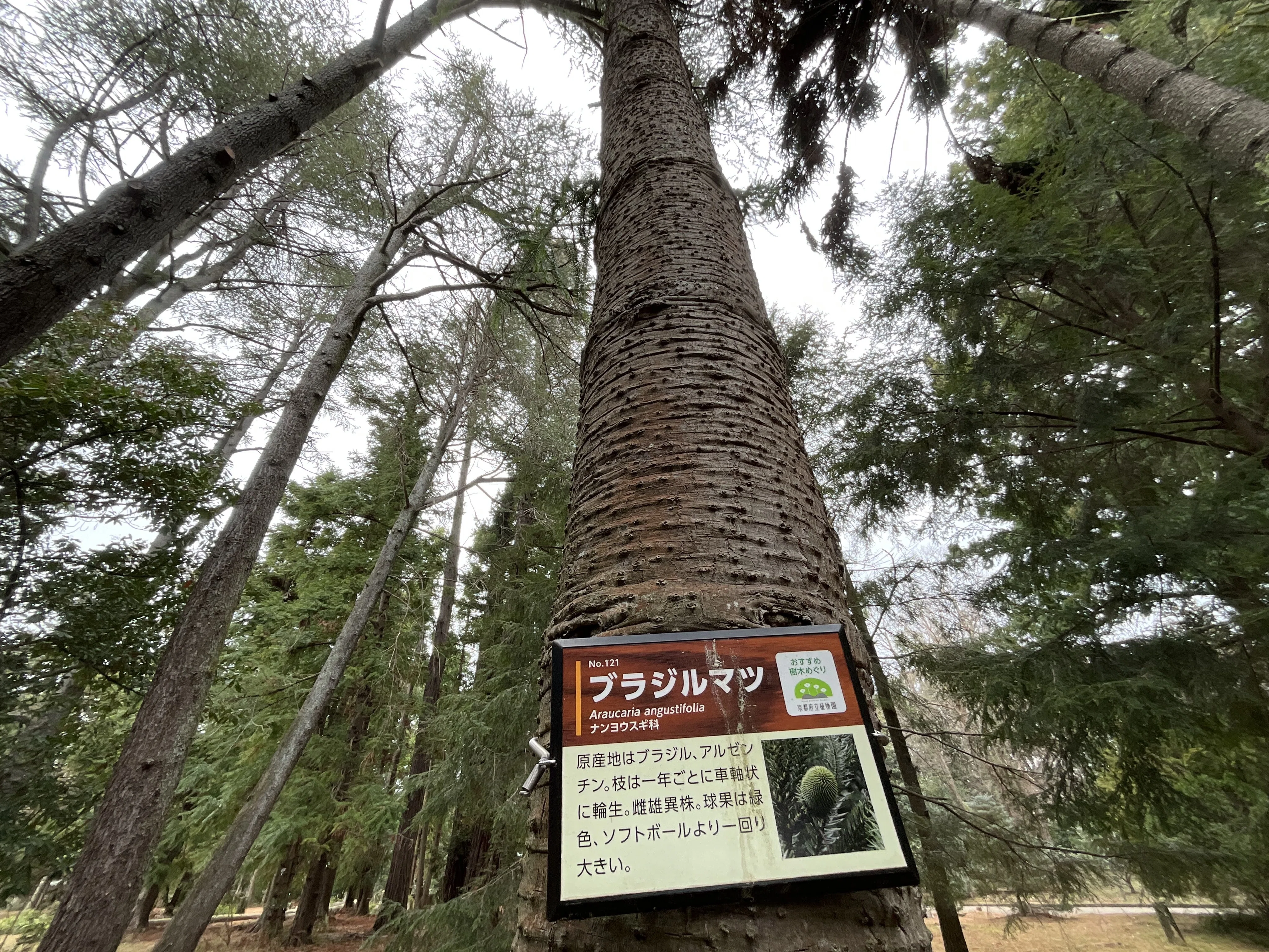 ブラジルマツ（京都府立植物園）No.121：2026年3月6日（金）｜藤井秀昭