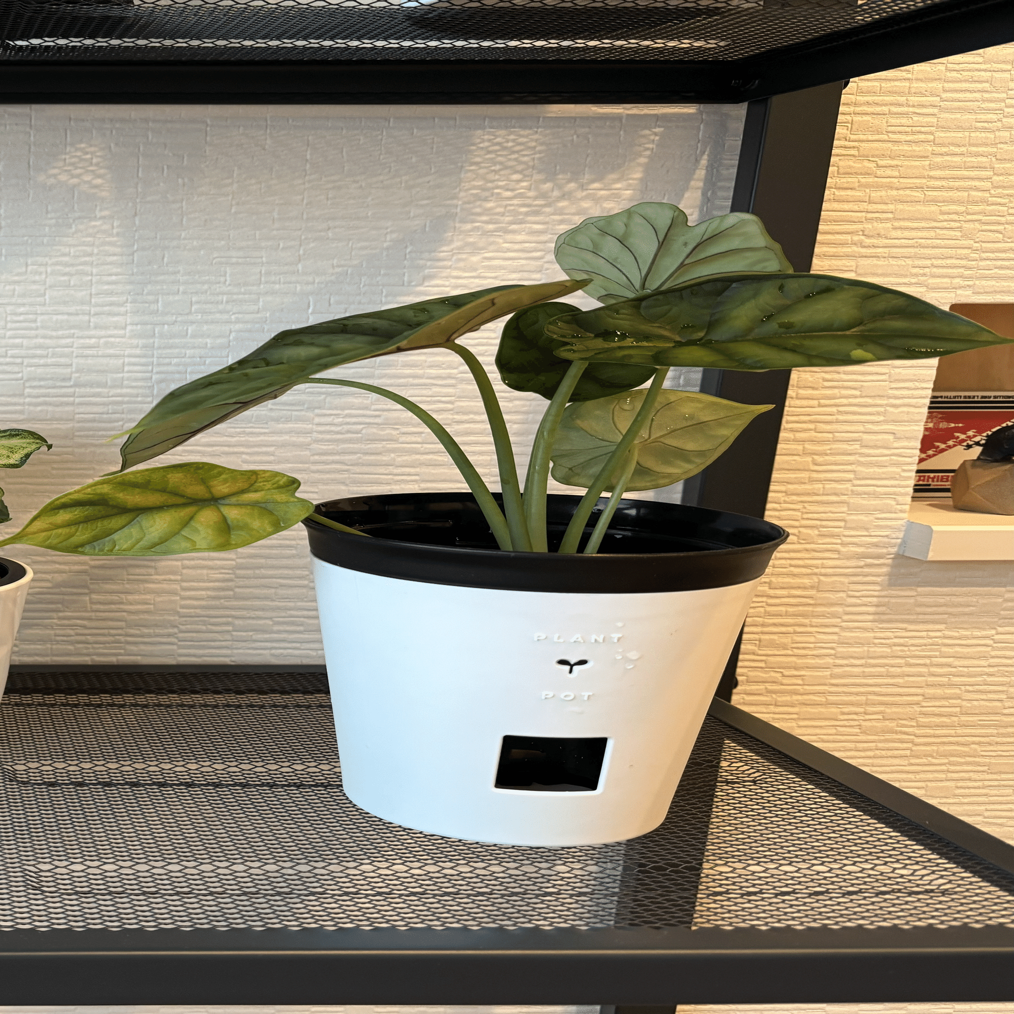 映えない植物記録#7 アロカシア篇｜korin miku