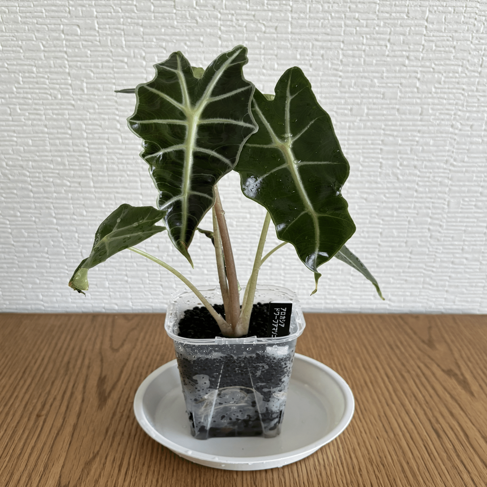 映えない植物記録#7 アロカシア篇｜korin miku