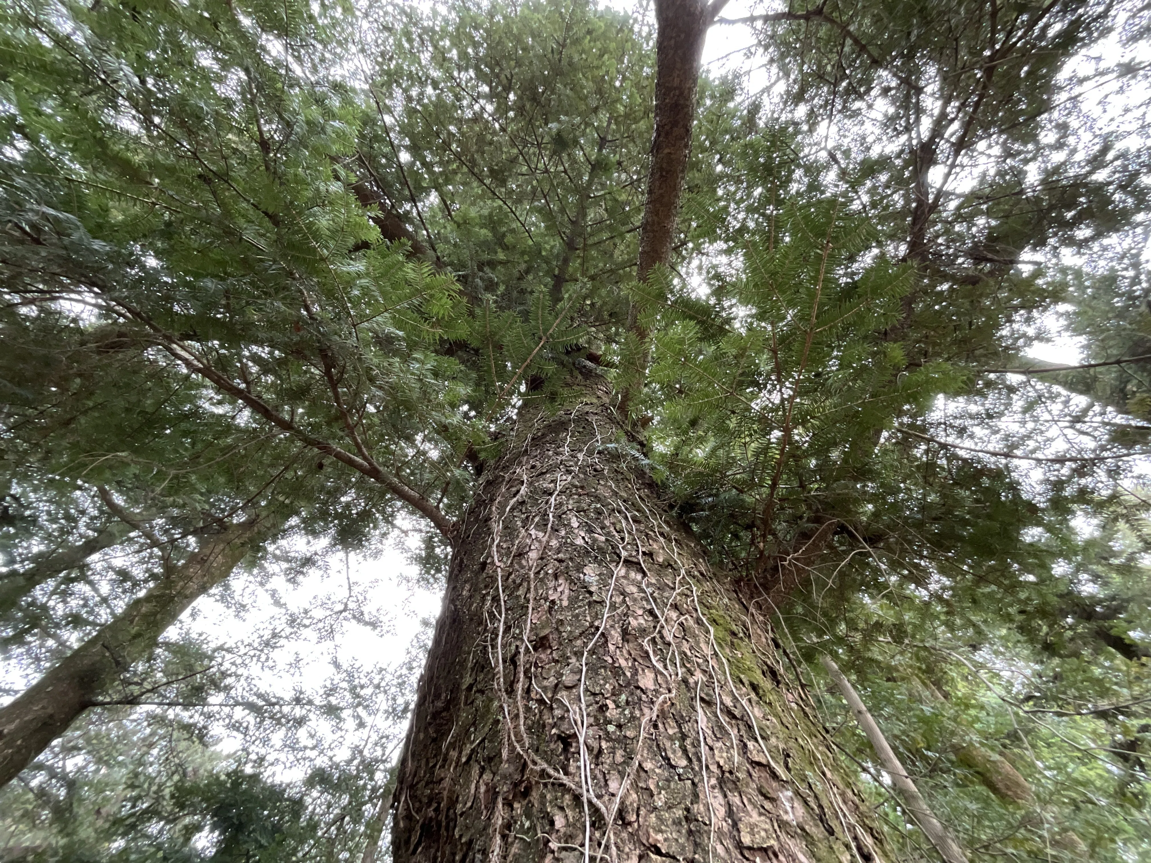 モミ（京都府立植物園）No.133：2026年2月25日（水）｜藤井秀昭