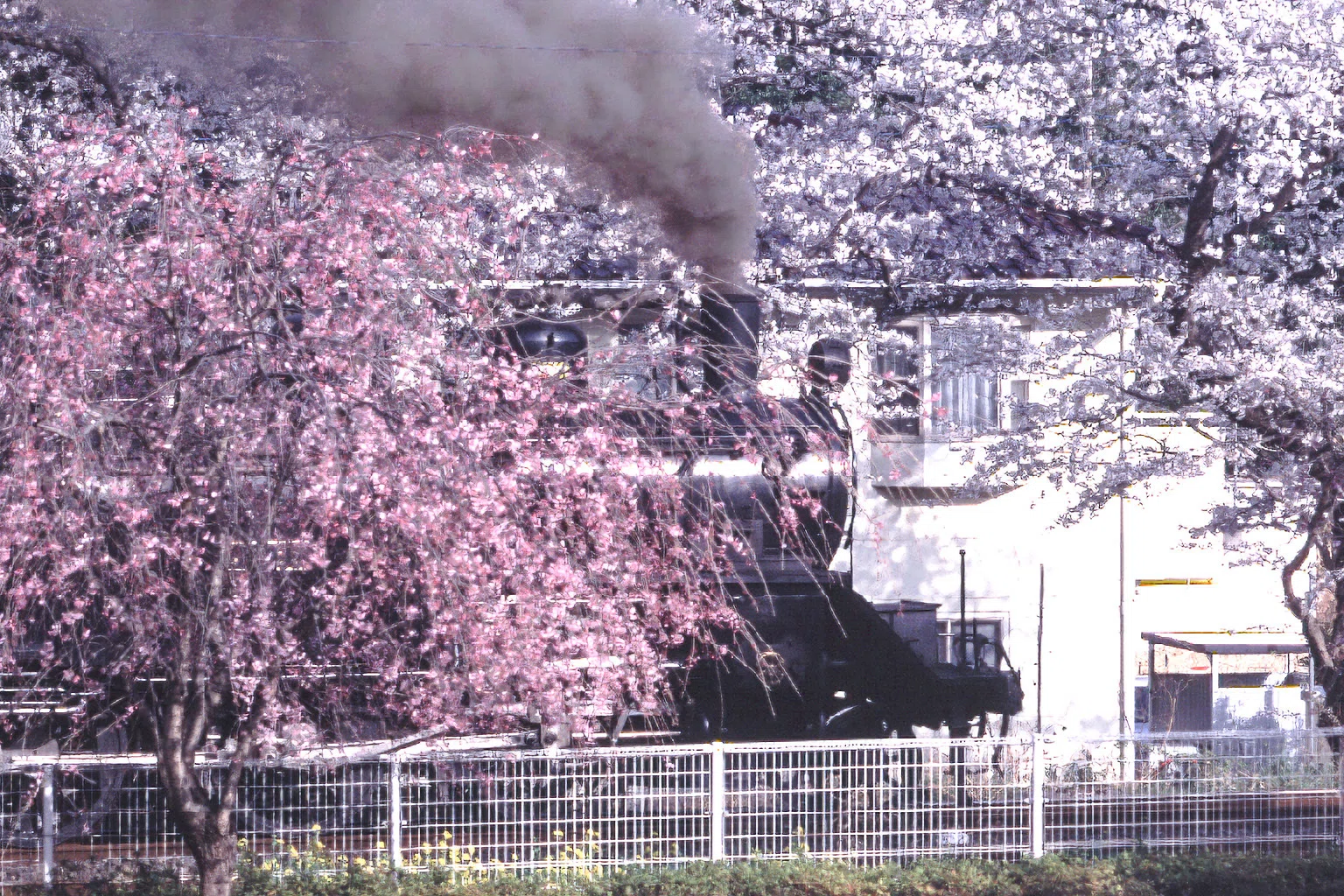 v226, 真岡鐵道：桜 （2002年）｜ひろやん