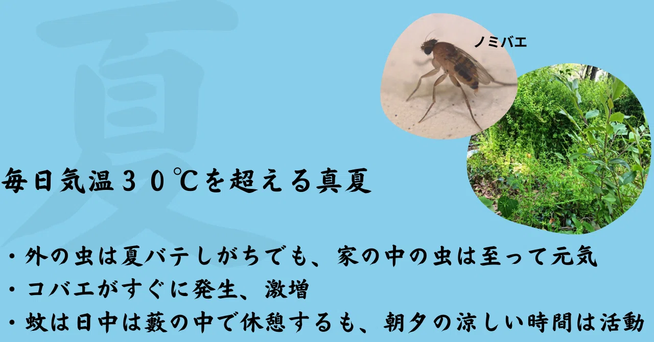 気温別・害虫出没カレンダー 〜虫の出る季節は桜から紅葉まで｜KINCHO公式note 大日本除虫菊株式会社 金鳥