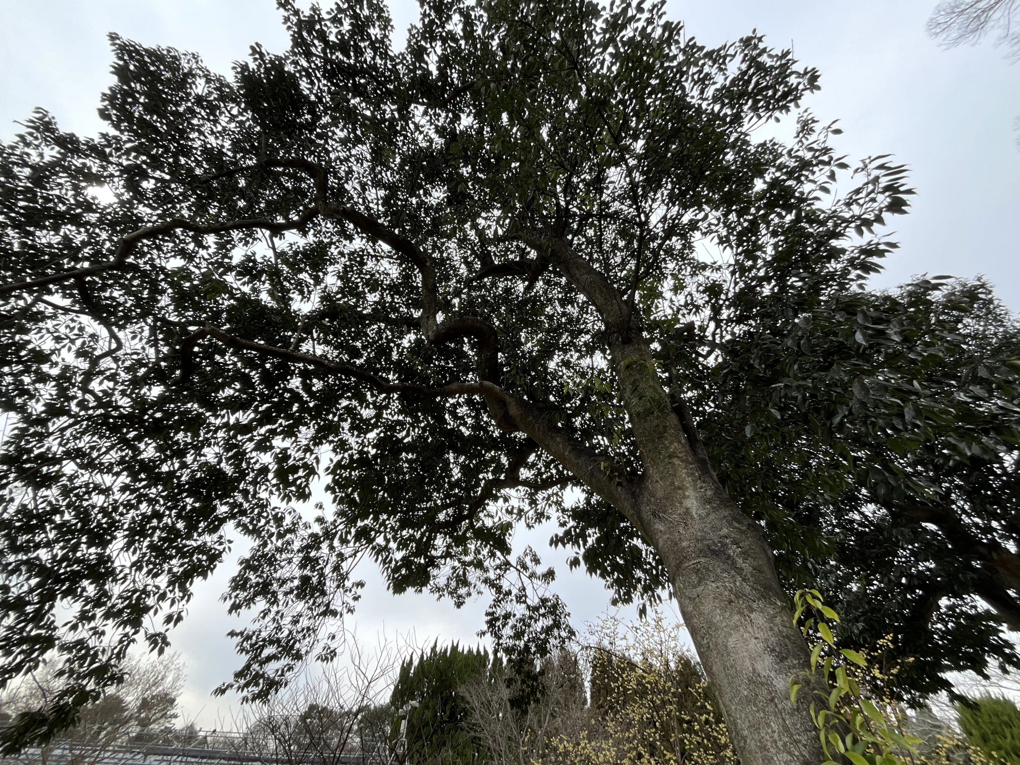 ナナミノキ（京都府立植物園）No.96：2026年3月13日（金）｜藤井秀昭