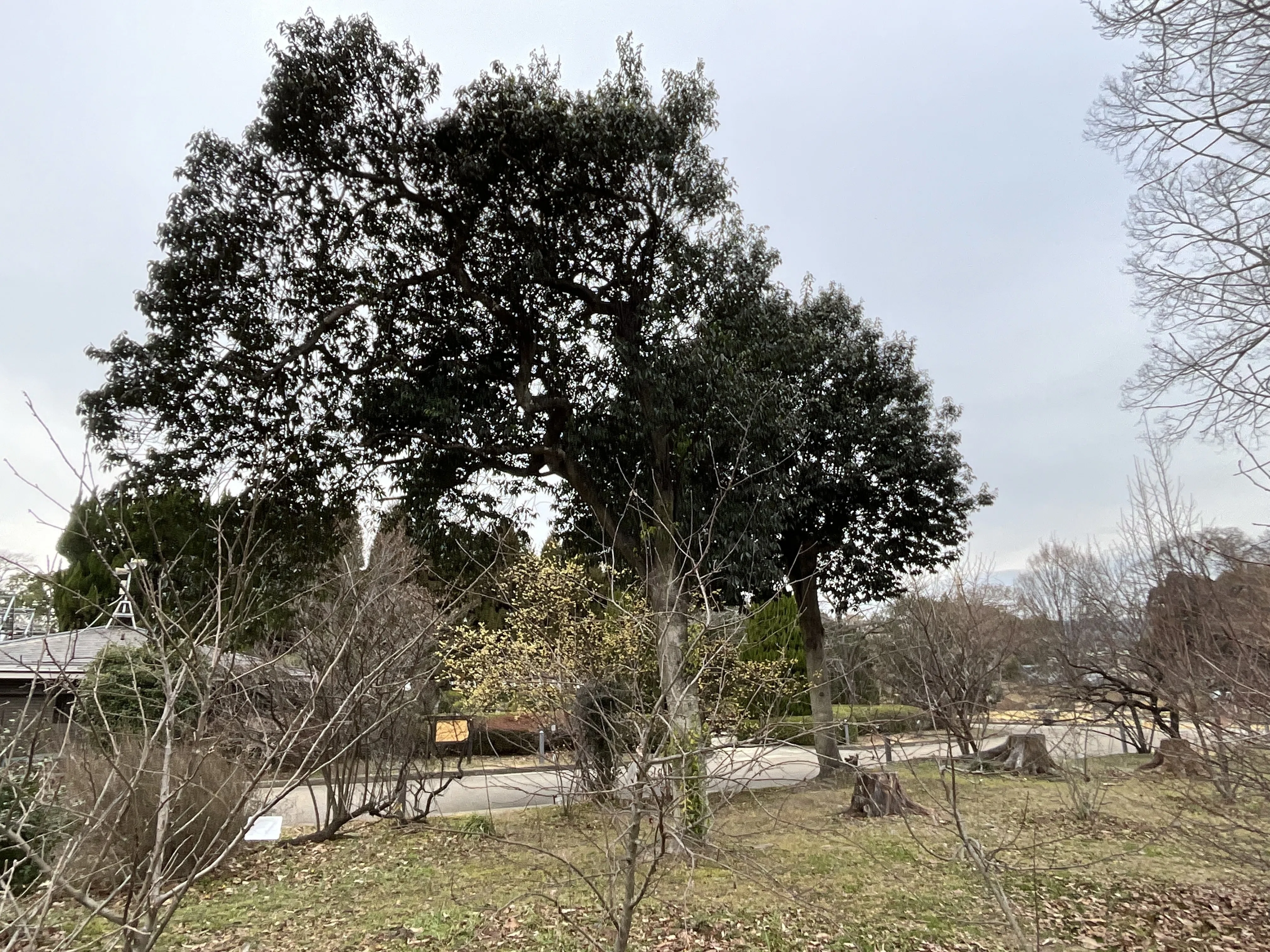 ナナミノキ（京都府立植物園）No.96：2026年3月13日（金）｜藤井秀昭