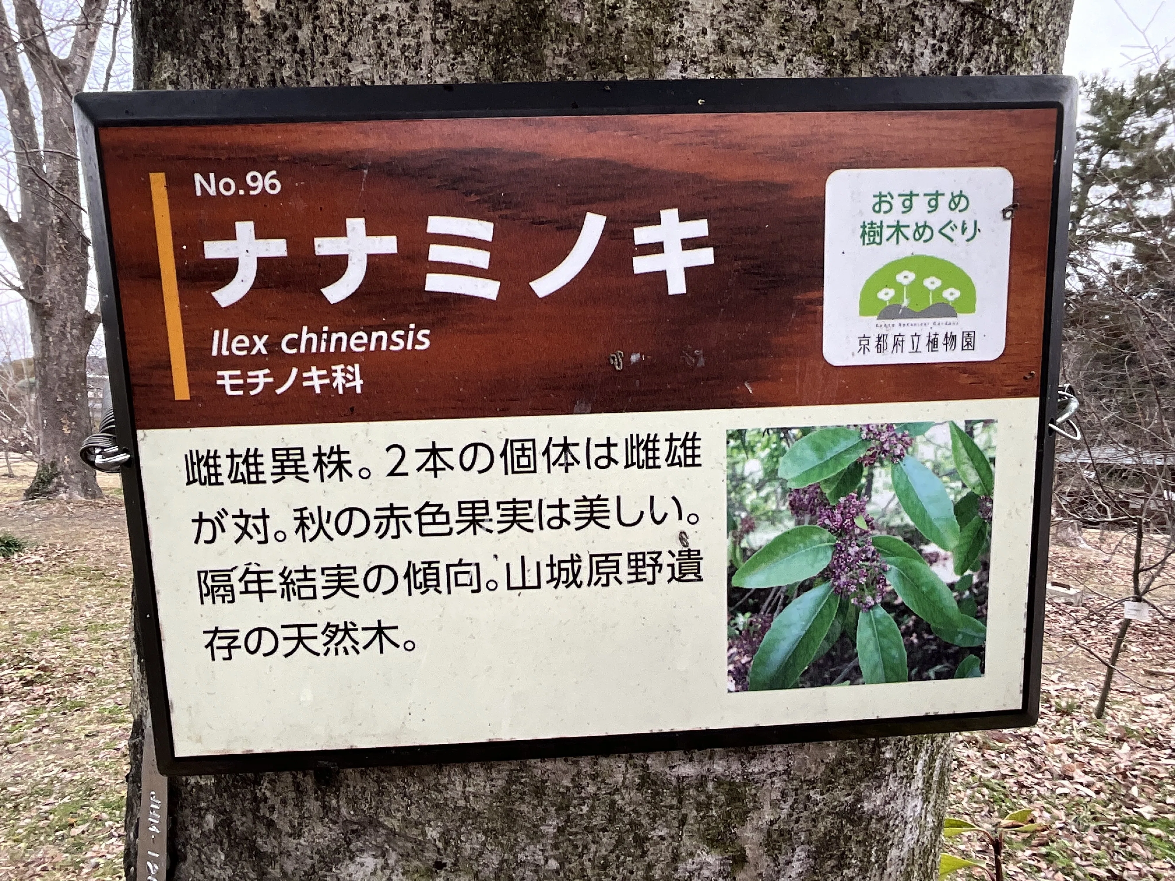 ナナミノキ（京都府立植物園）No.96：2026年3月13日（金）｜藤井秀昭