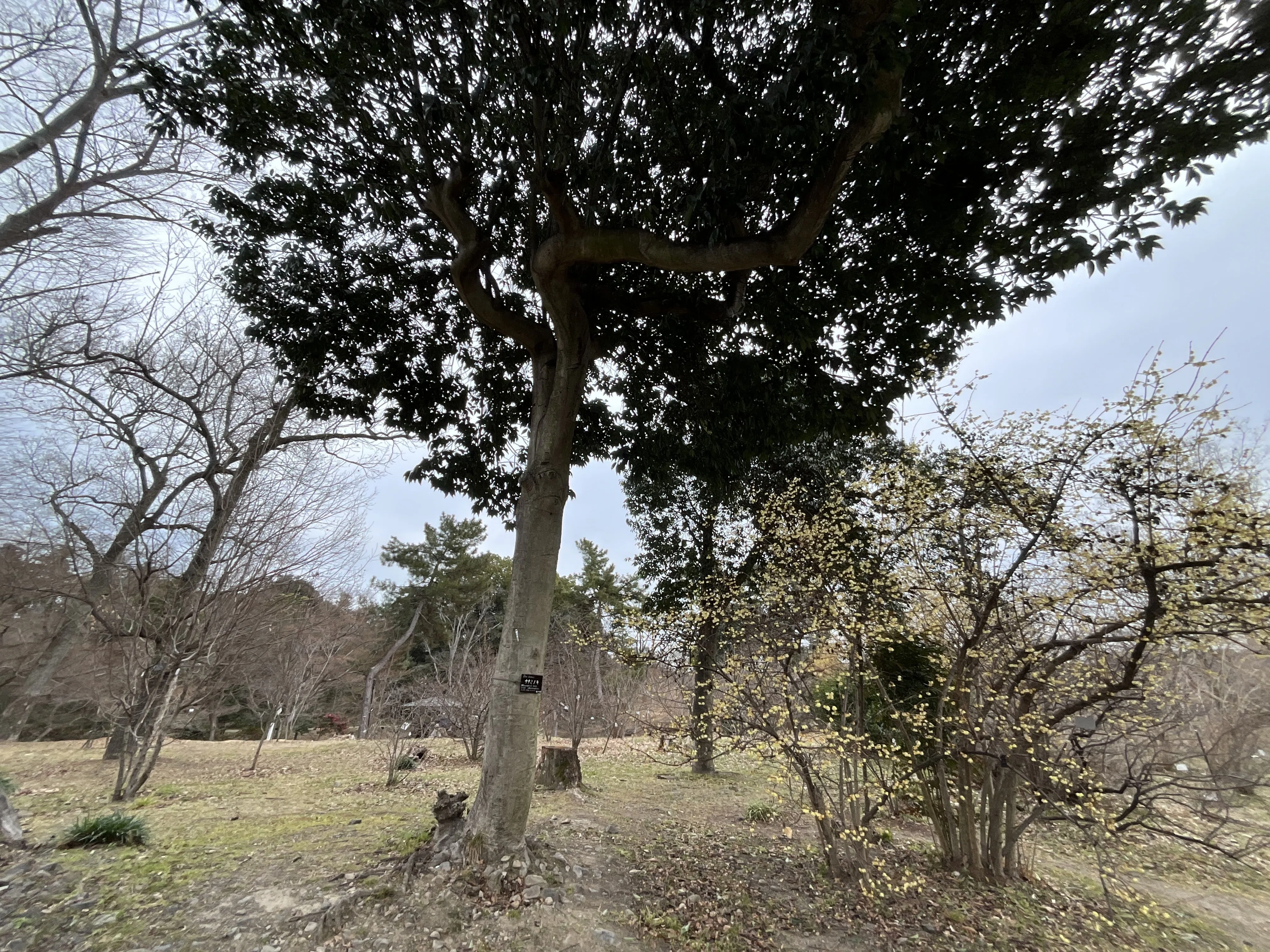 ナナミノキ（京都府立植物園）No.96：2026年3月13日（金）｜藤井秀昭