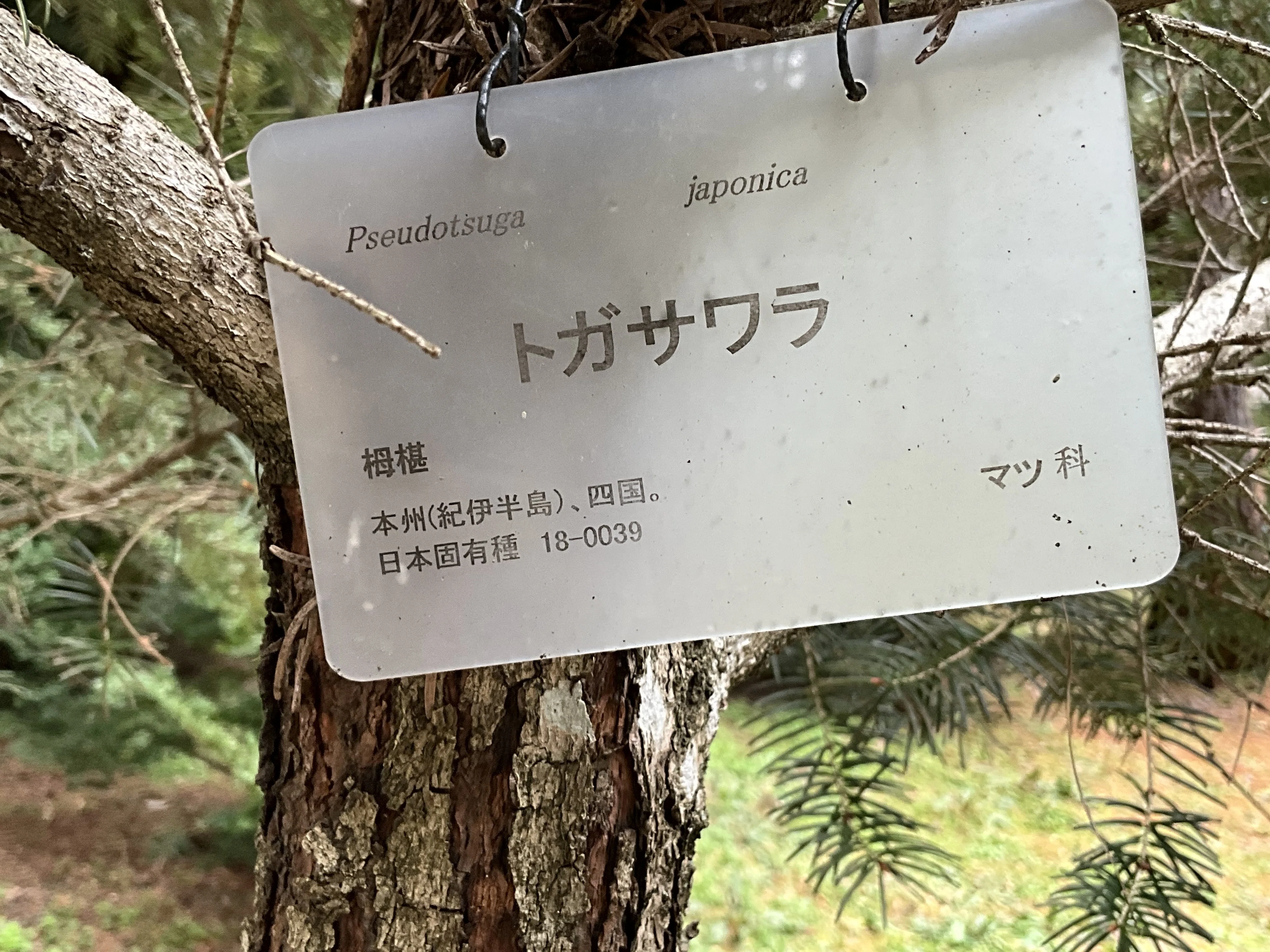 さんさら　針葉樹2本 トガサワラ（京都府立植物園）No.88：2026年3月14日（土）｜藤井秀昭