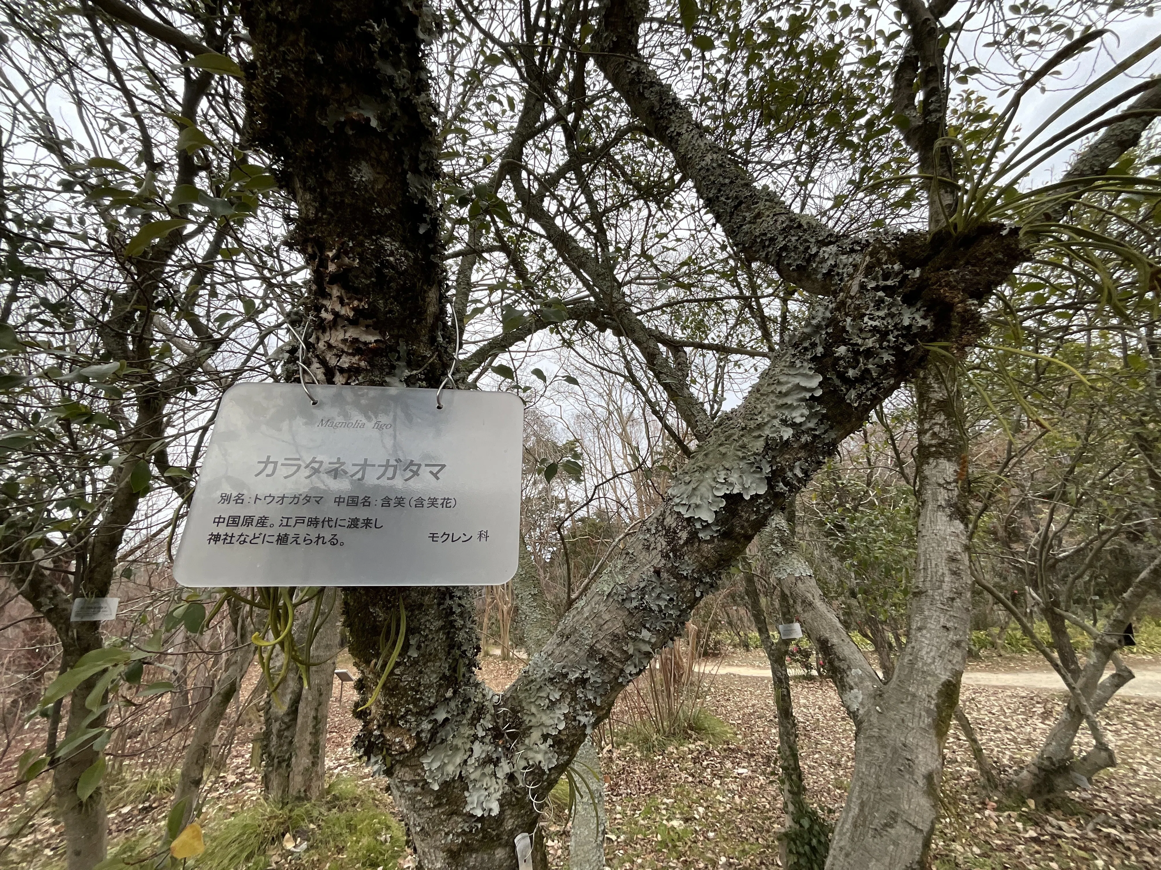 甘い香りが漂いツボミたくさん付いてる四季咲きカラタネオガタマの木10号鉢 春に甘い香りの花を咲かせる常緑樹。 カラタネオガタマ🍃 光沢のある