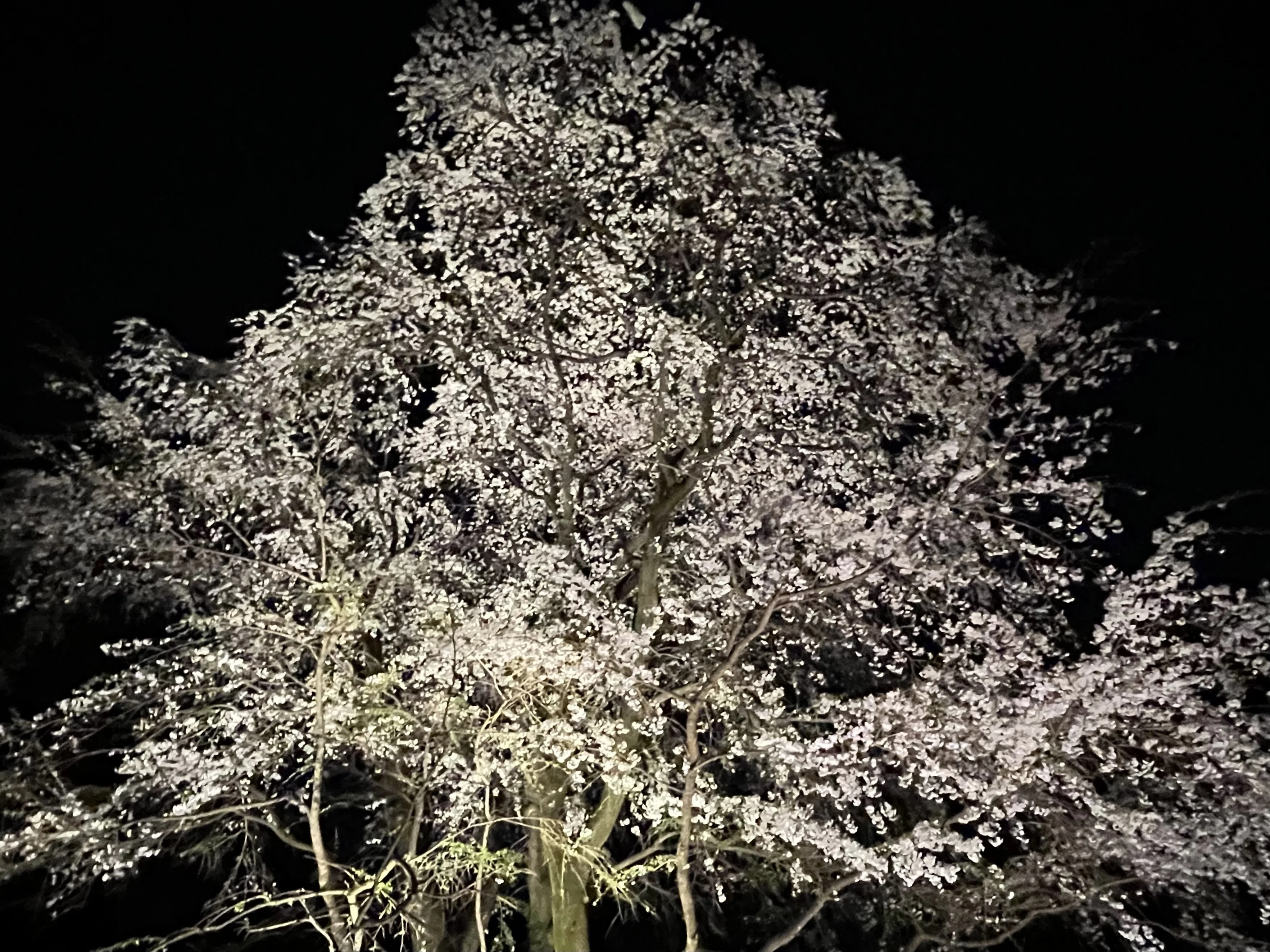 Urban Cherry Blossom Viewing: What I Finally Realized! Recommended