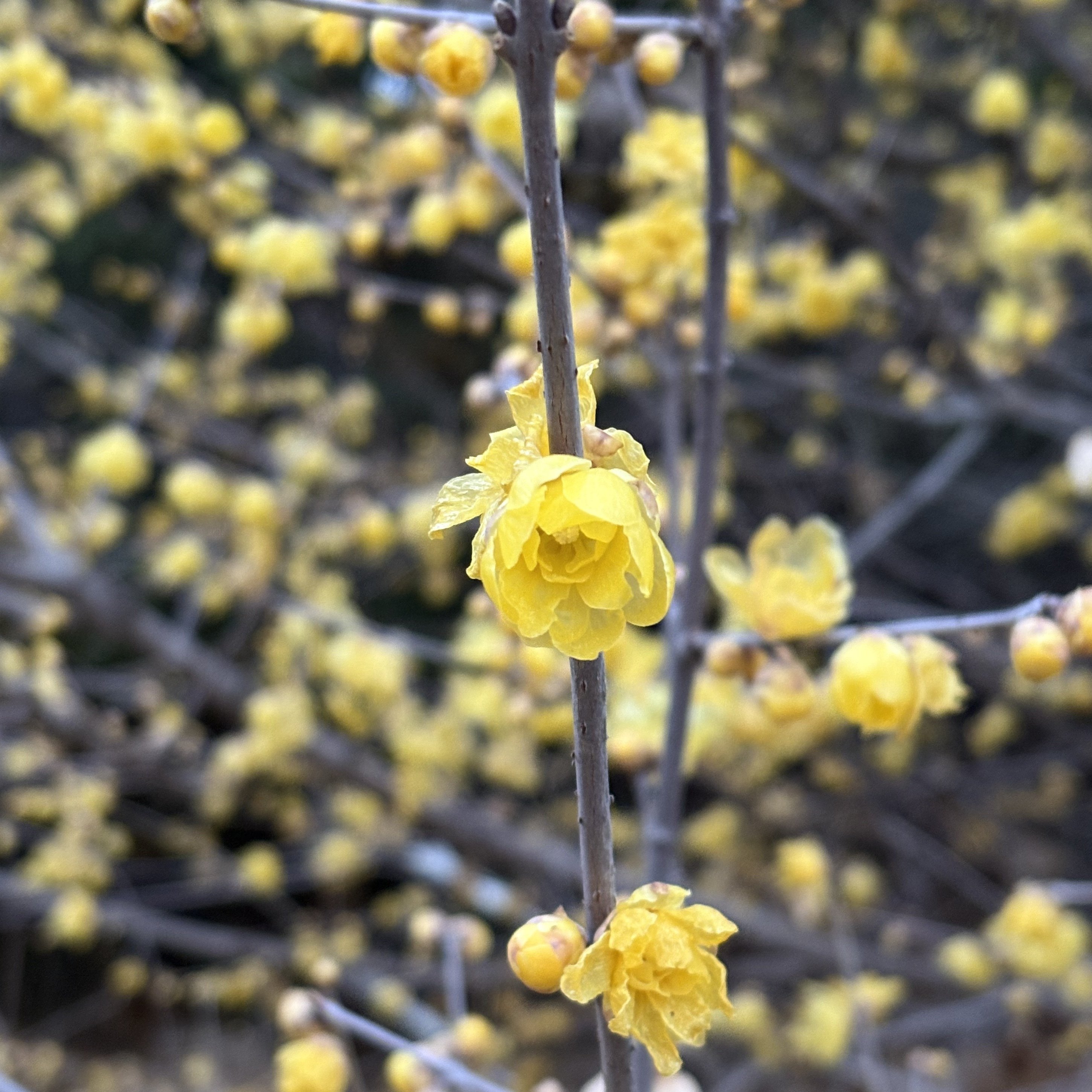 蝋梅(ロウバイ)です。｜マーニー