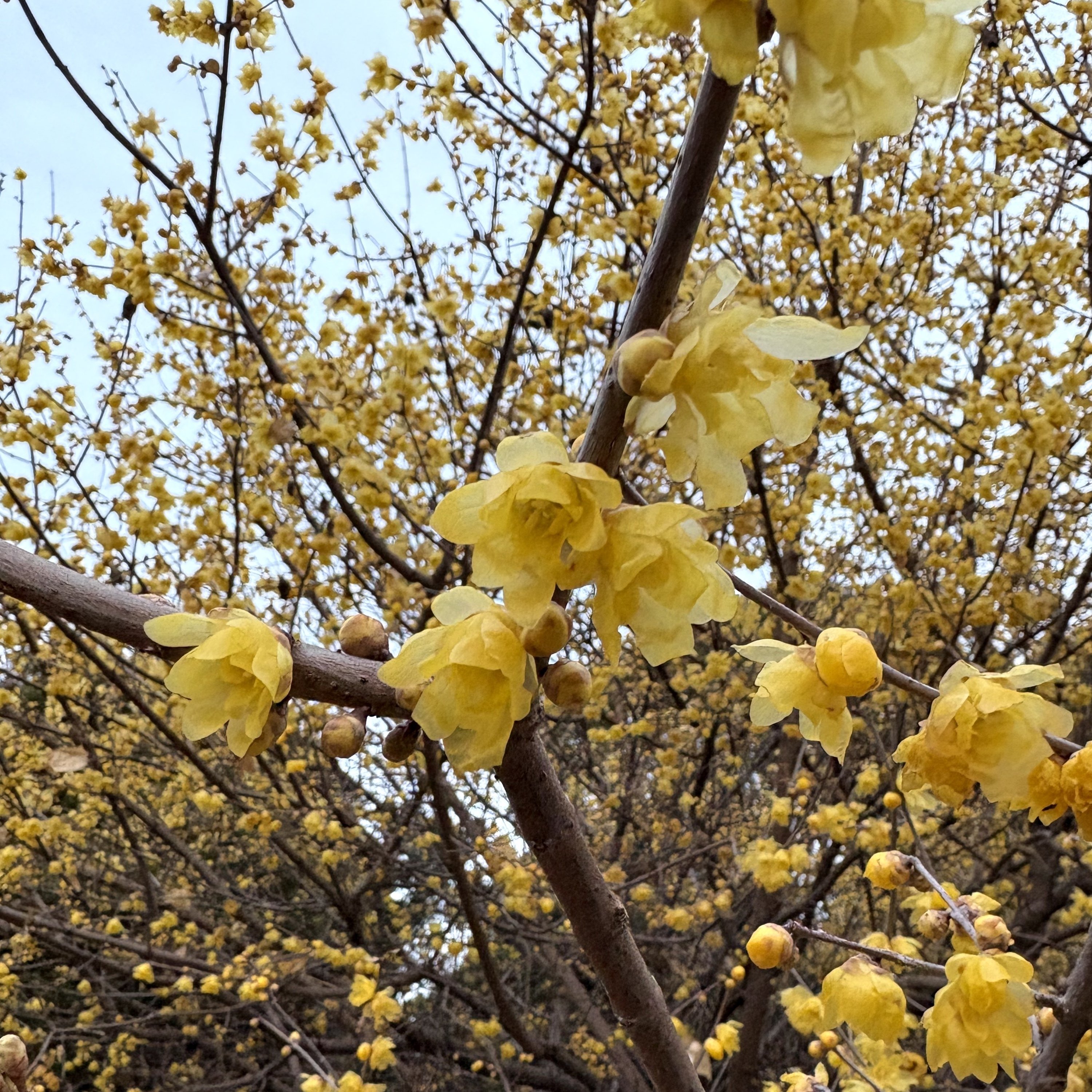 蝋梅(ロウバイ)です。｜マーニー