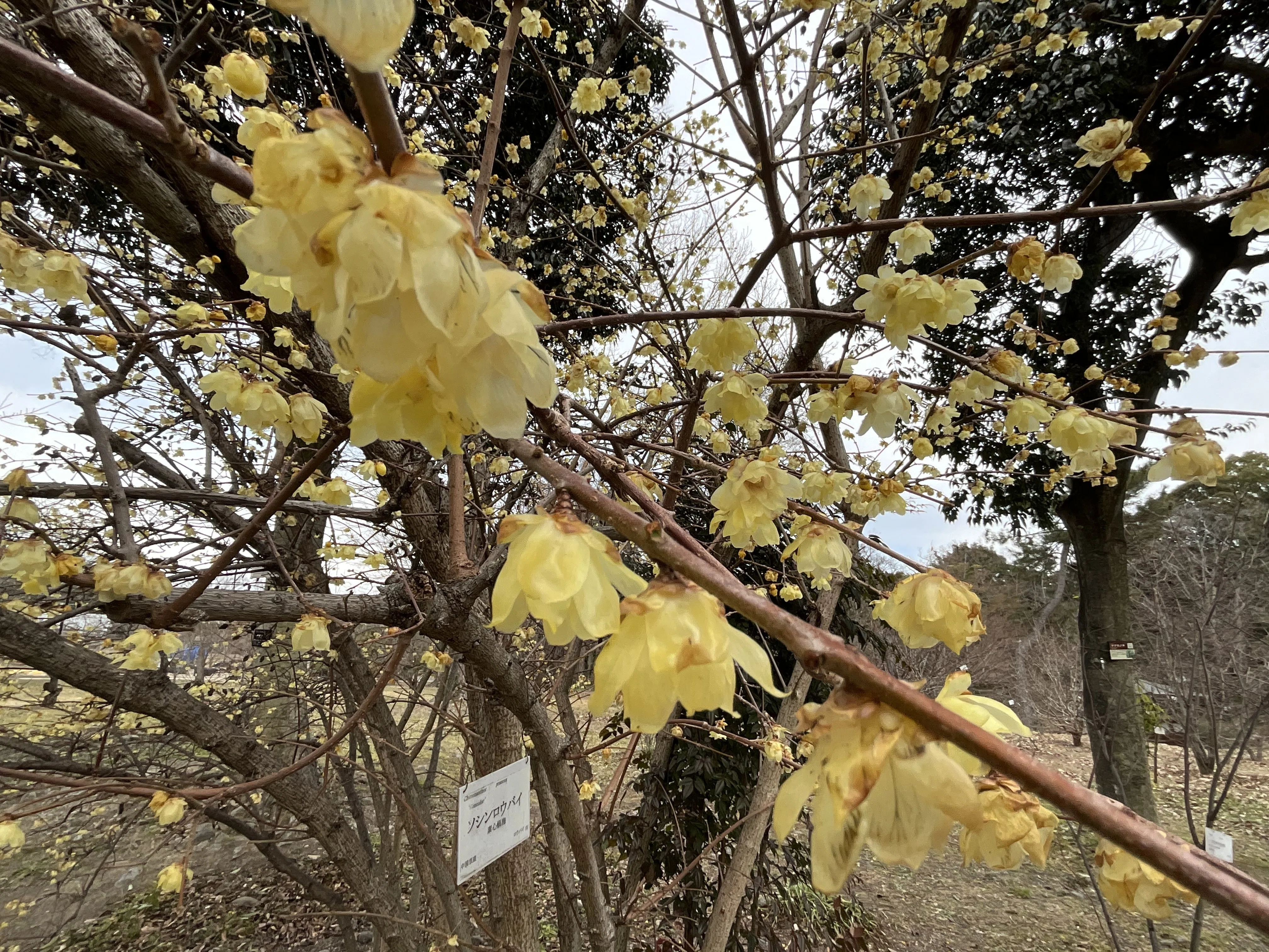 ソシンロウバイ（京都府立植物園）No.72：2026年3月13日（金）｜藤井
