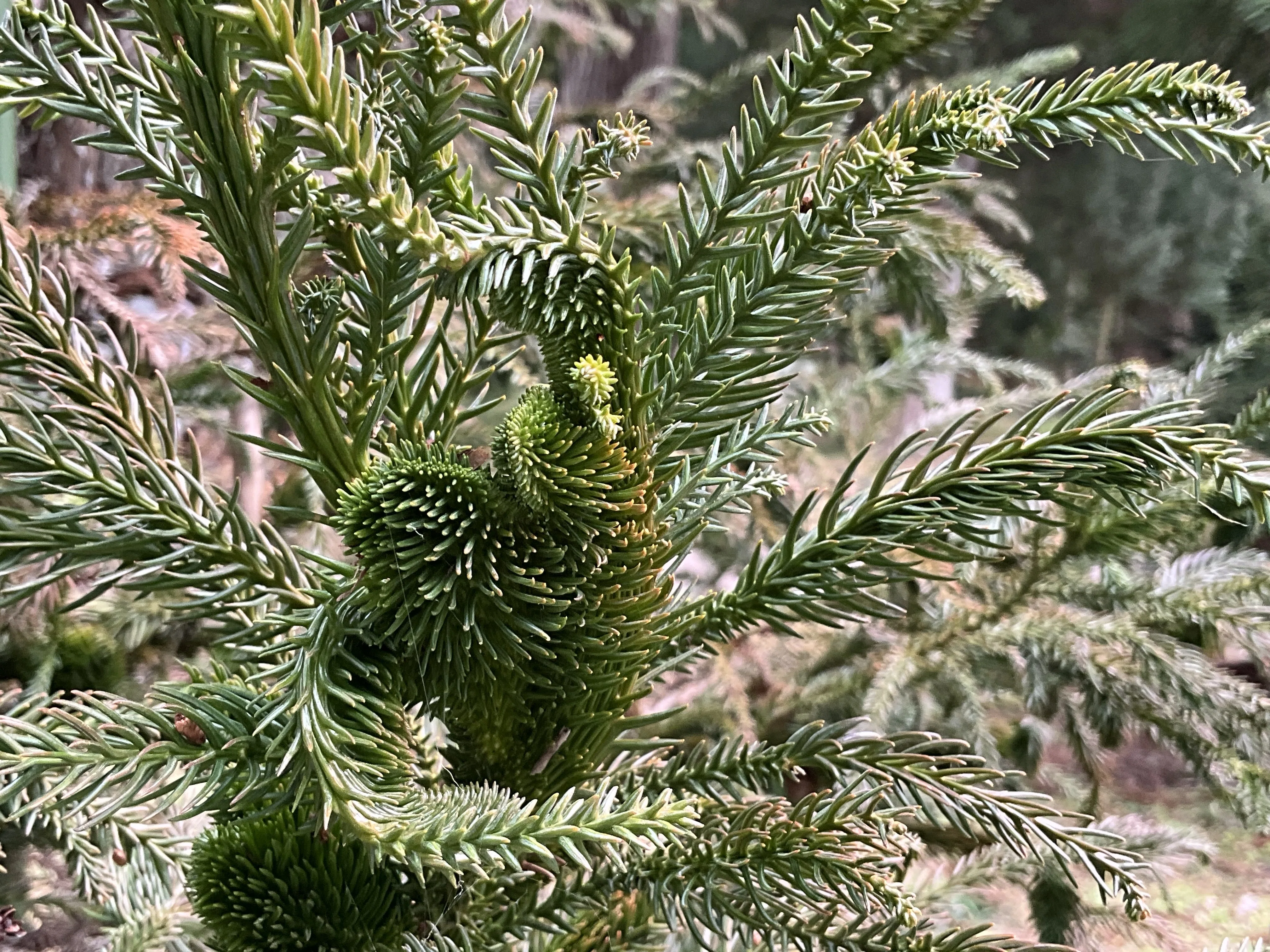 セッカスギ（京都府立植物園）：2026年2月20日（金）｜藤井秀昭