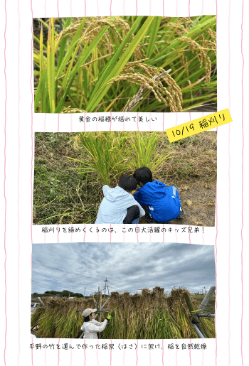 初めてCANVAでカラー写真ページを作る〜ZINE「みんなで米を作る」が