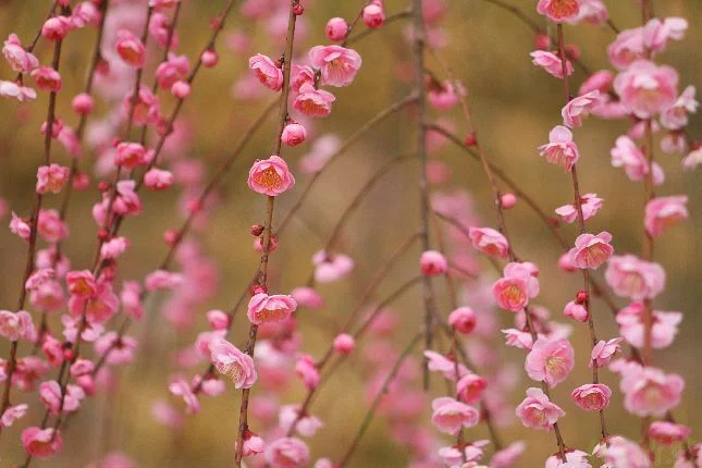 梅便り＞しだれ梅｜清愁