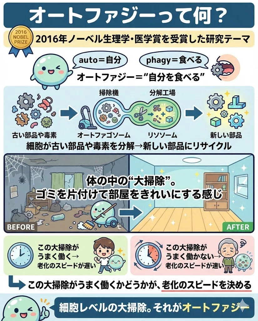 オートファジー アンチエイジング 断食 睡眠 運動 美肌 15日