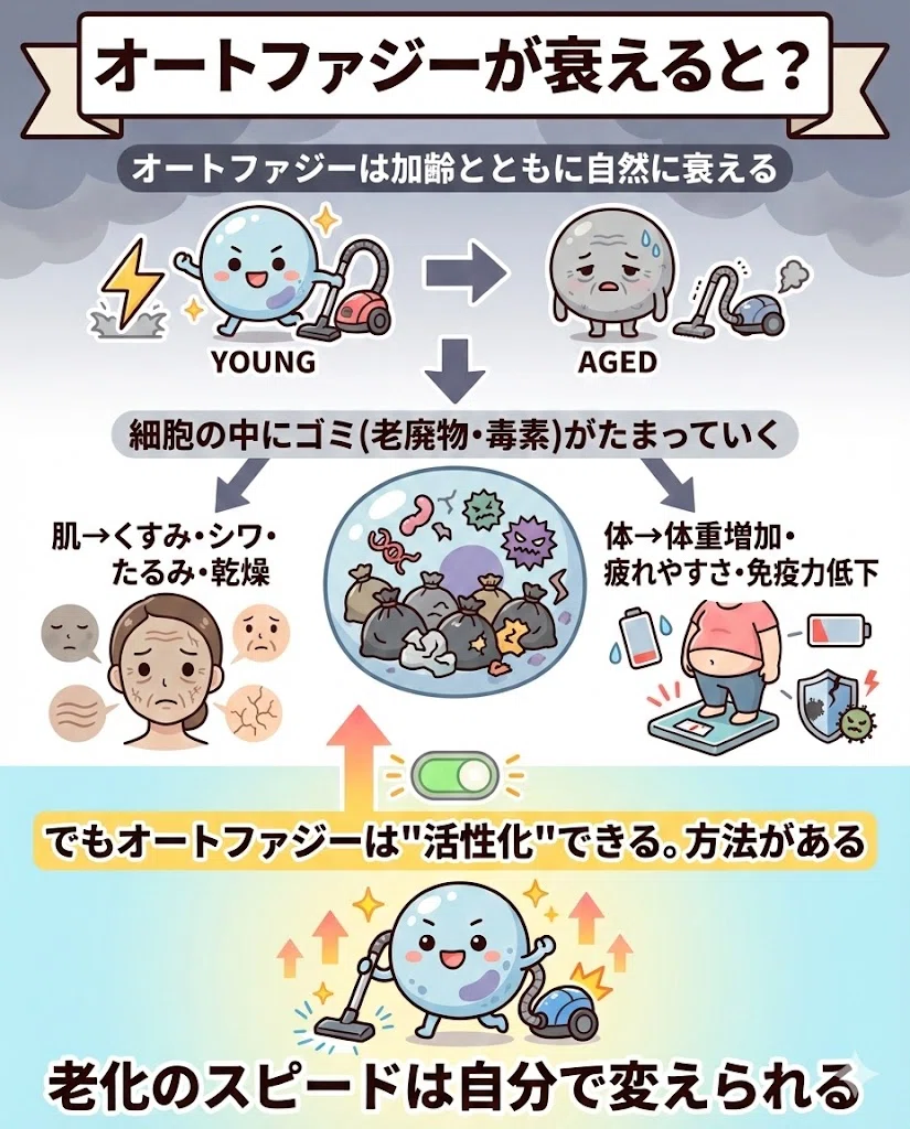 オートファジー アンチエイジング 断食 睡眠 運動 美肌 15日