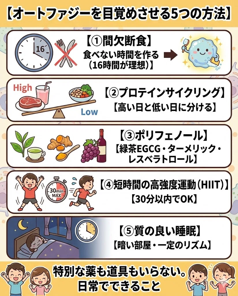 オートファジー アンチエイジング 断食 睡眠 運動 美肌 15日