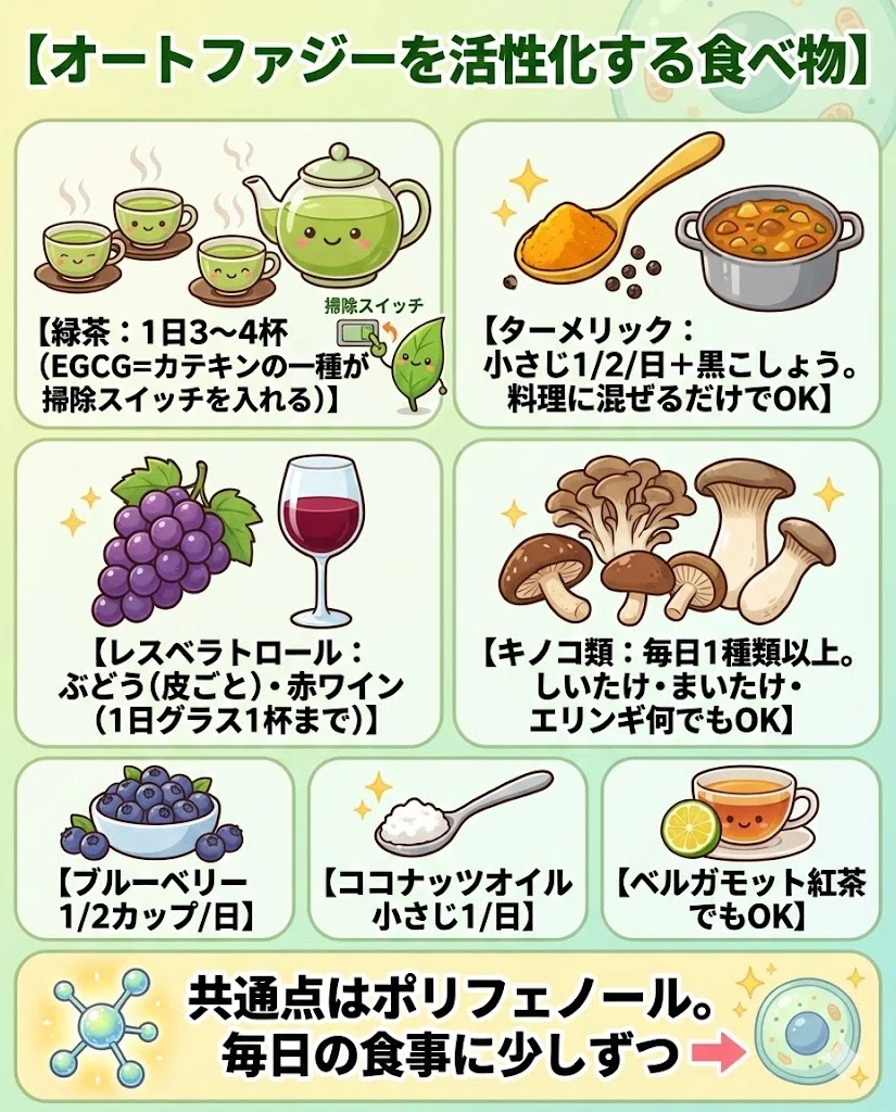 オートファジー アンチエイジング 断食 睡眠 運動 美肌 15日