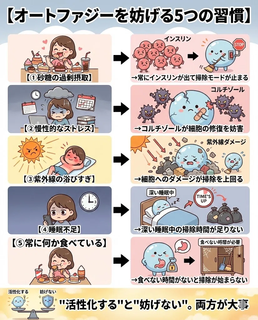 オートファジー アンチエイジング 断食 睡眠 運動 美肌 15日