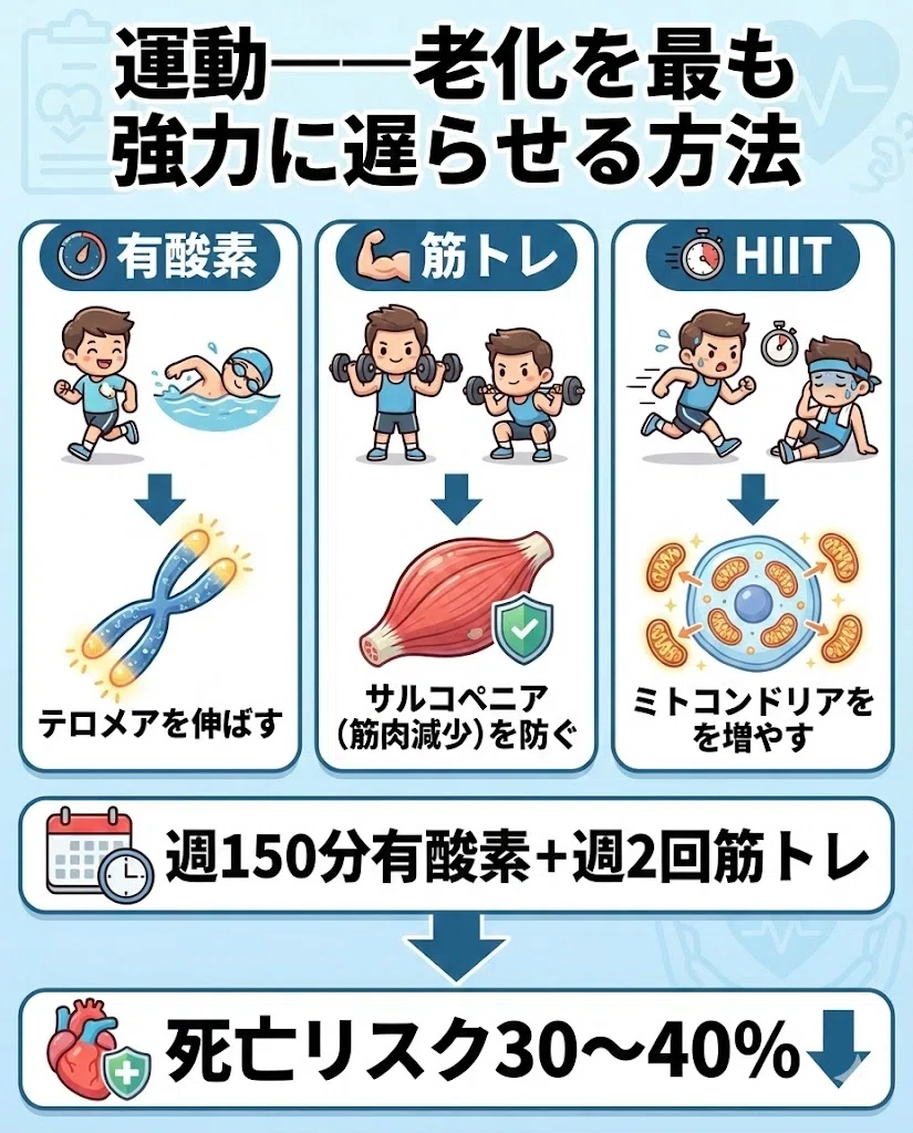 運動 老化 テロメア 筋トレ HIIT ミトコンドリア 有酸素 死亡リスク 150分