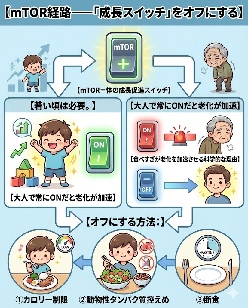 mTOR 成長スイッチ カロリー制限 タンパク質 断食 老化 細胞 メカニズム