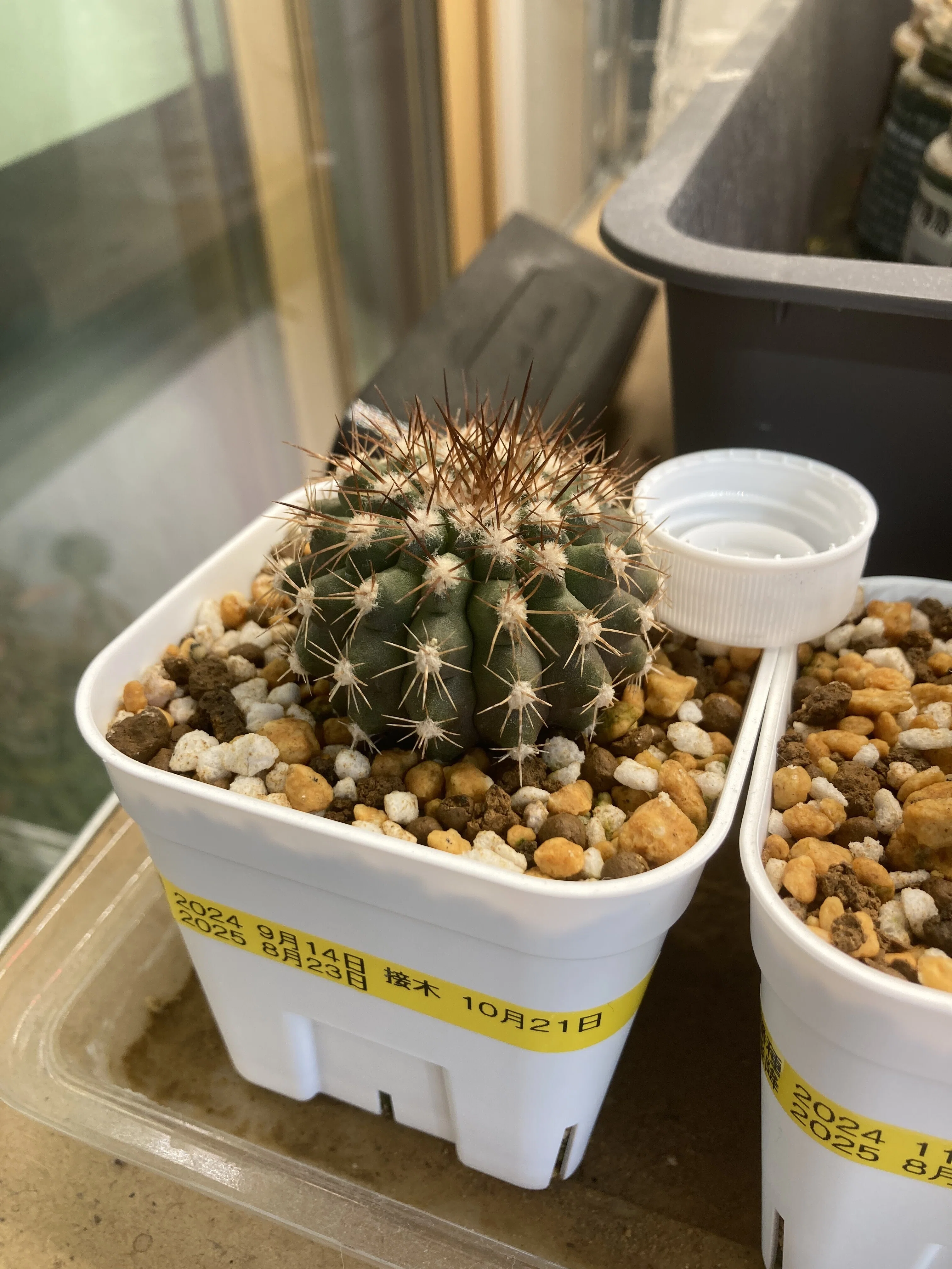 黒王丸 Copiapoa cinerea カキコ 21 【公式通販】