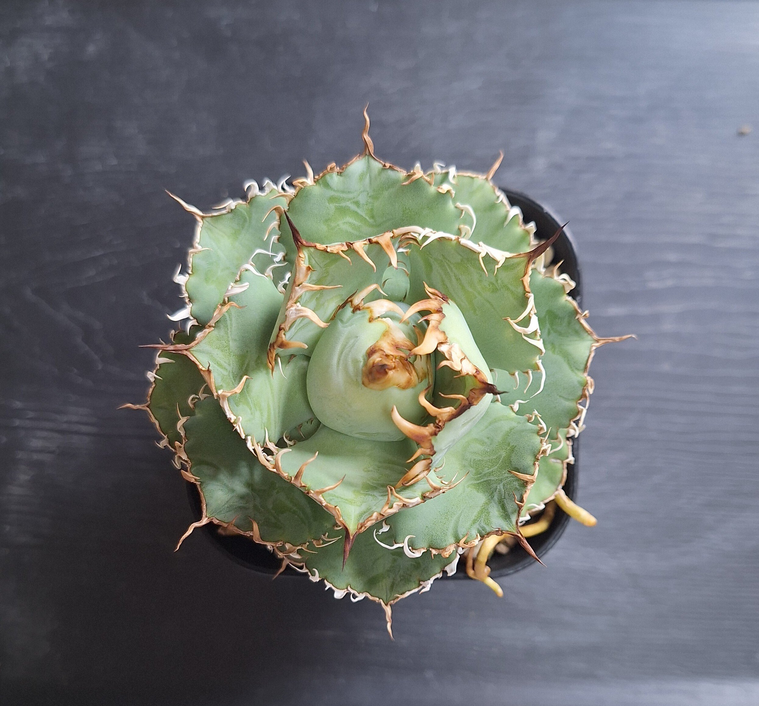 紹介】アガベ フィリグリー｜やるふ YALF ＠アガベ