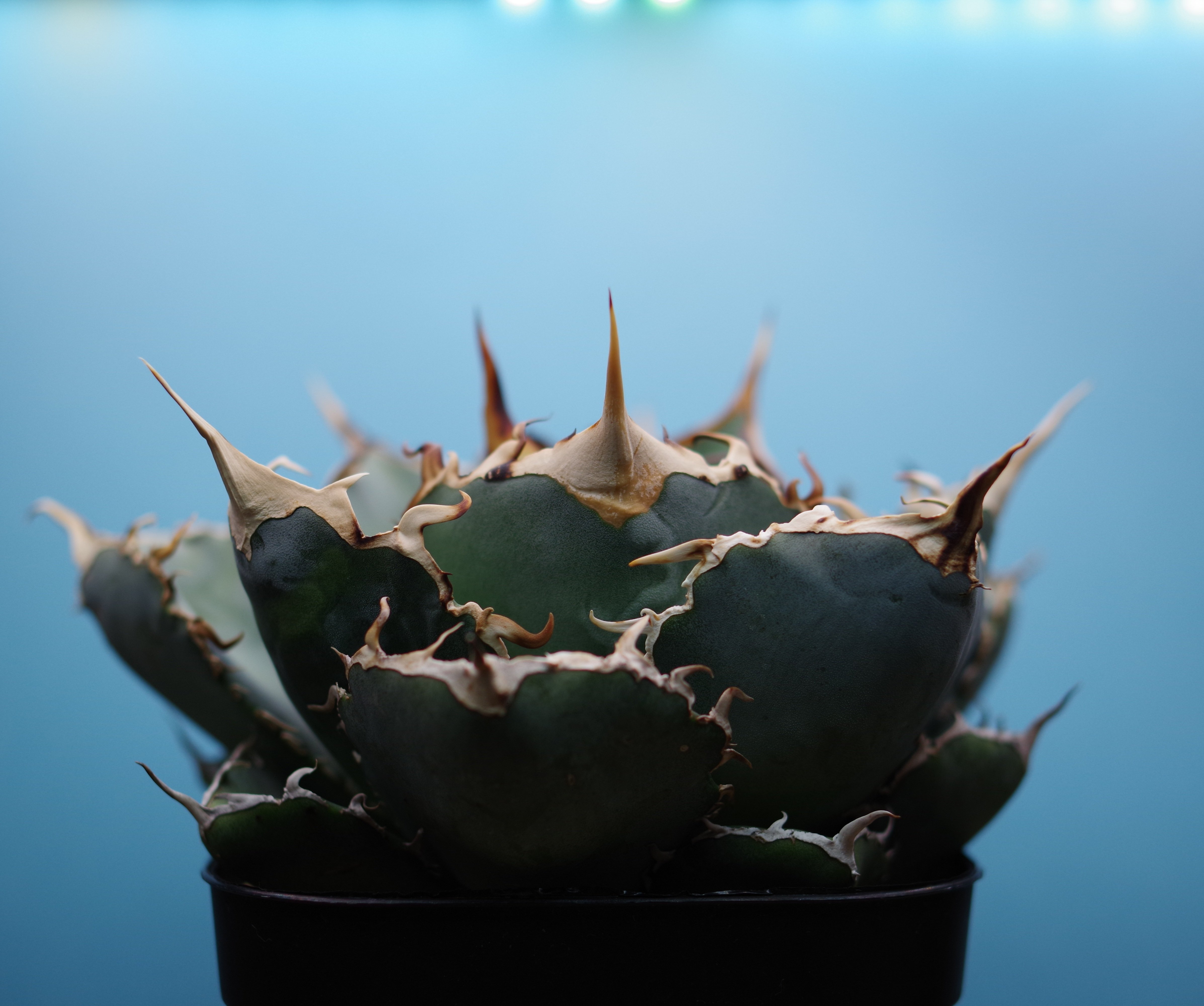 株紹介】アガベ 白鯨｜やるふ YALF ＠アガベ