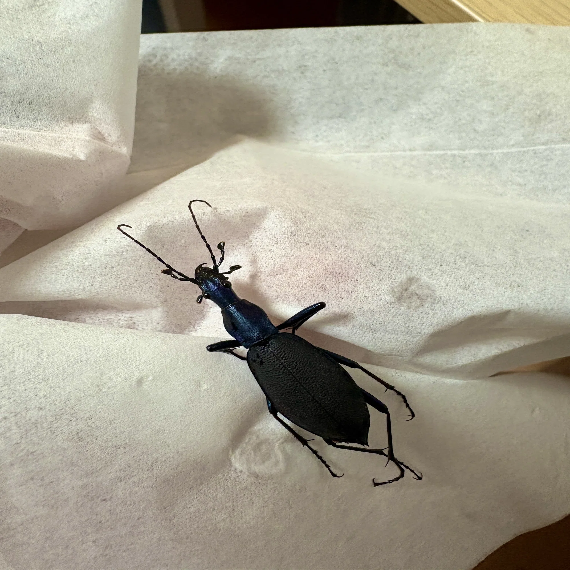 ㉖マイマイカブリ標本作り方｜学生の虫屋