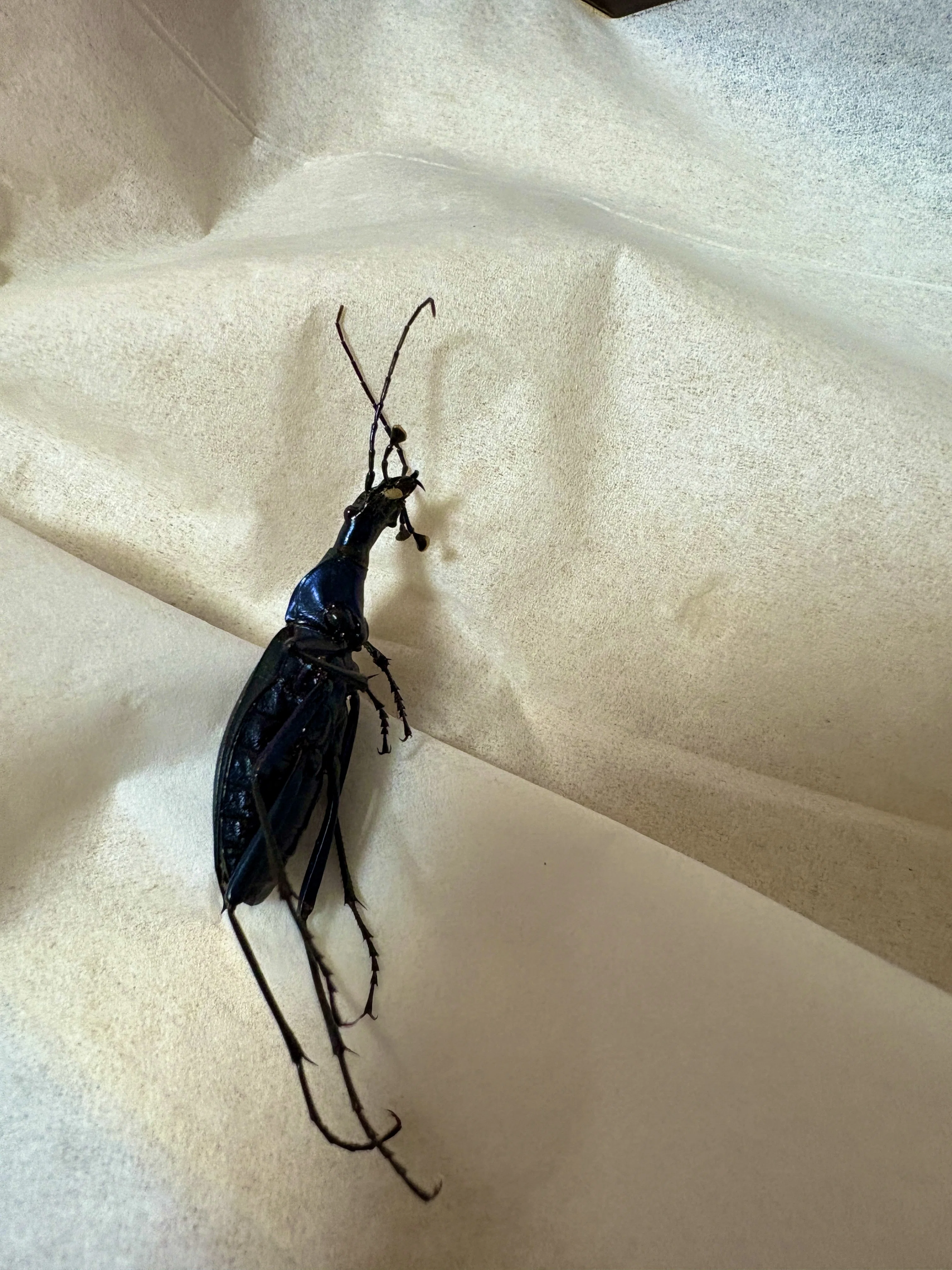 ㉖マイマイカブリ標本作り方｜ガク虫(学生の虫屋)