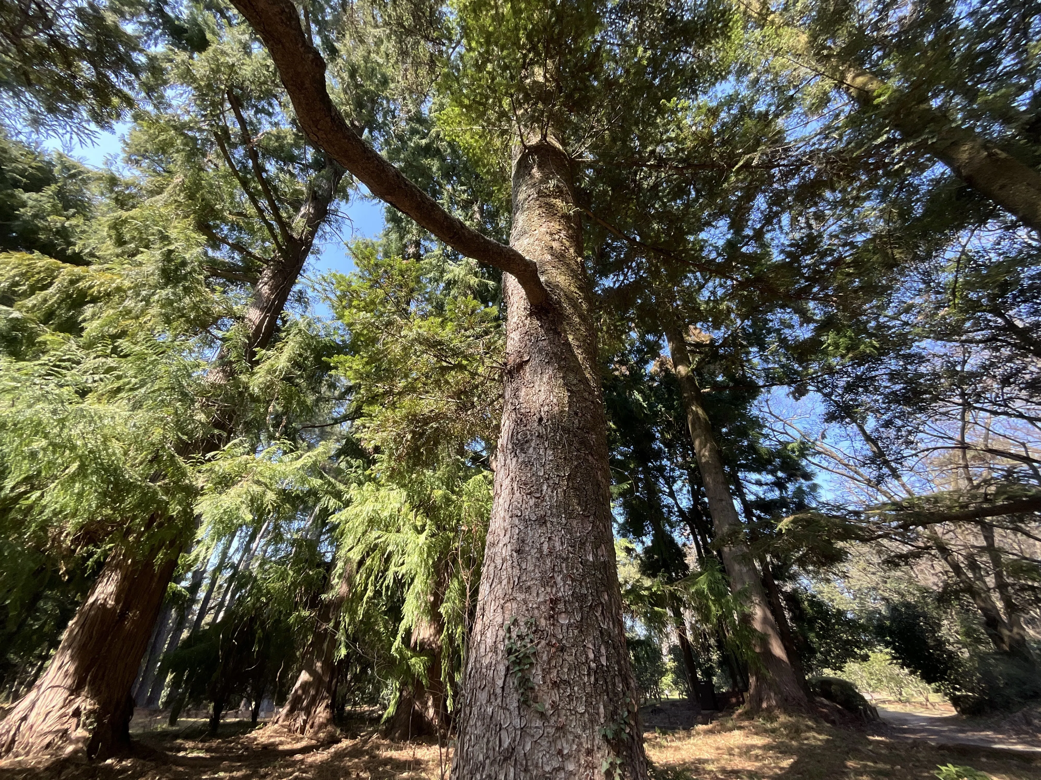 モミ（京都府立植物園）No.133：2026年2月25日（水）｜藤井秀昭
