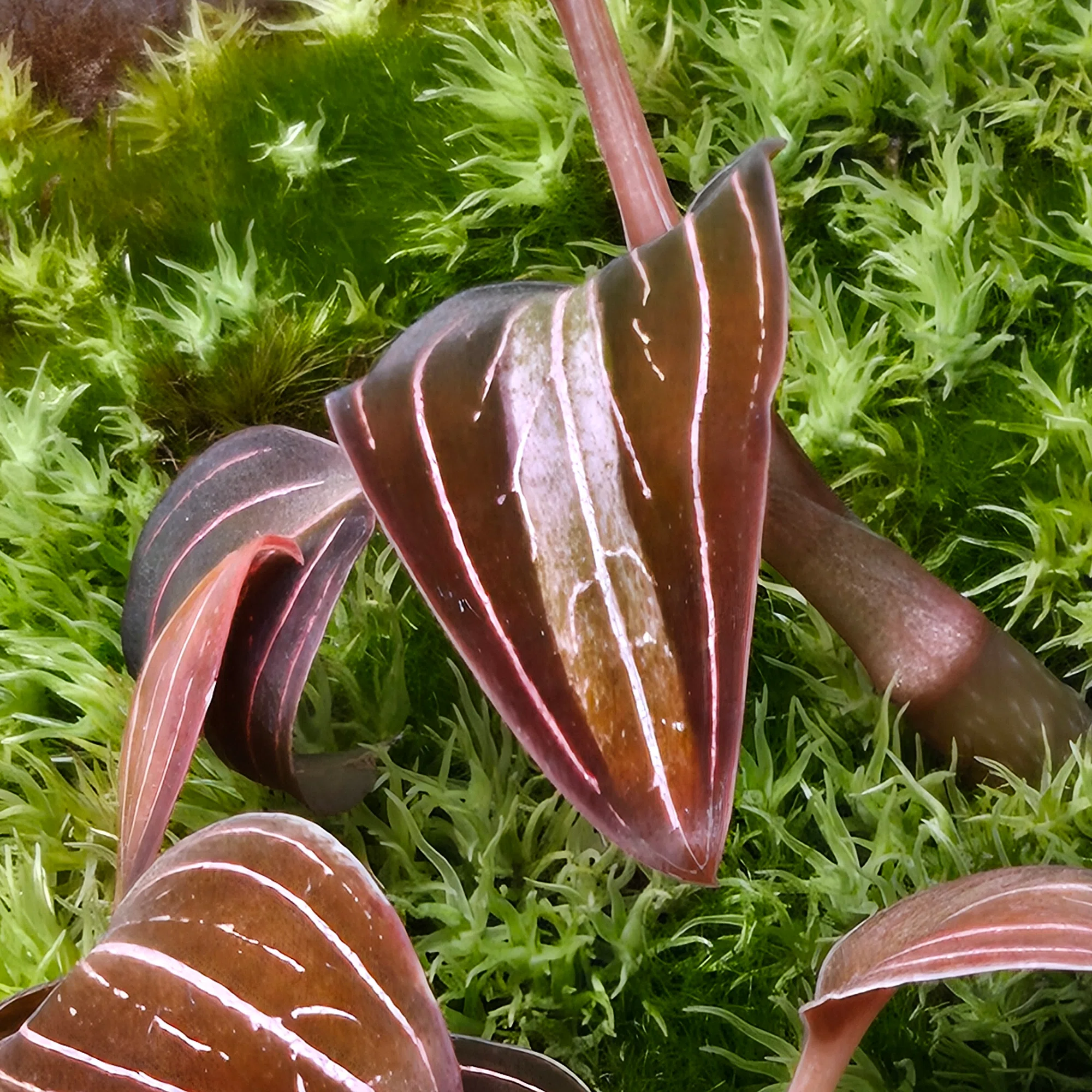 ホンコンシュスラン（Ludisia discolor）曙中斑｜ポチョムキン卿