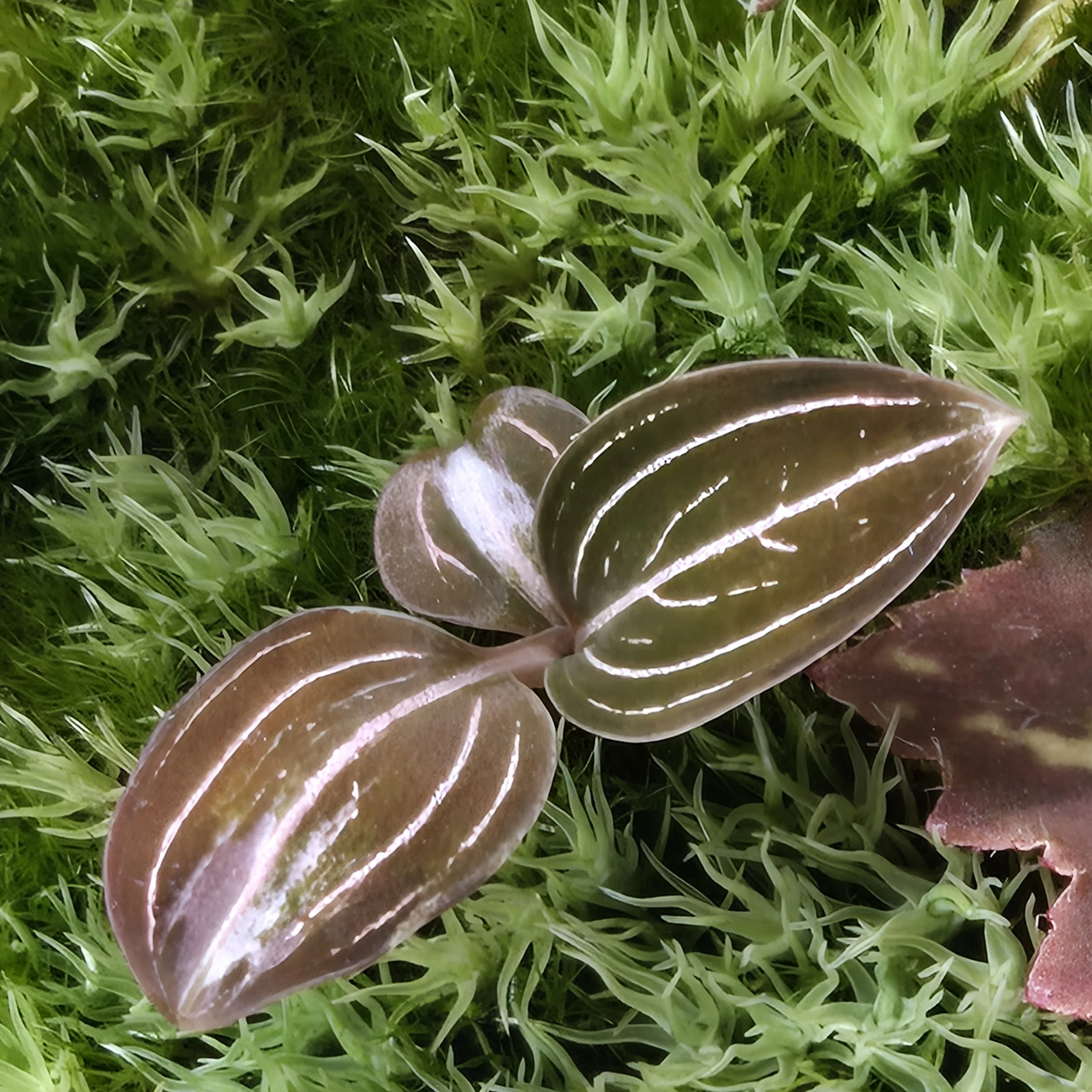 ホンコンシュスラン（Ludisia discolor）曙中斑｜ポチョムキン卿