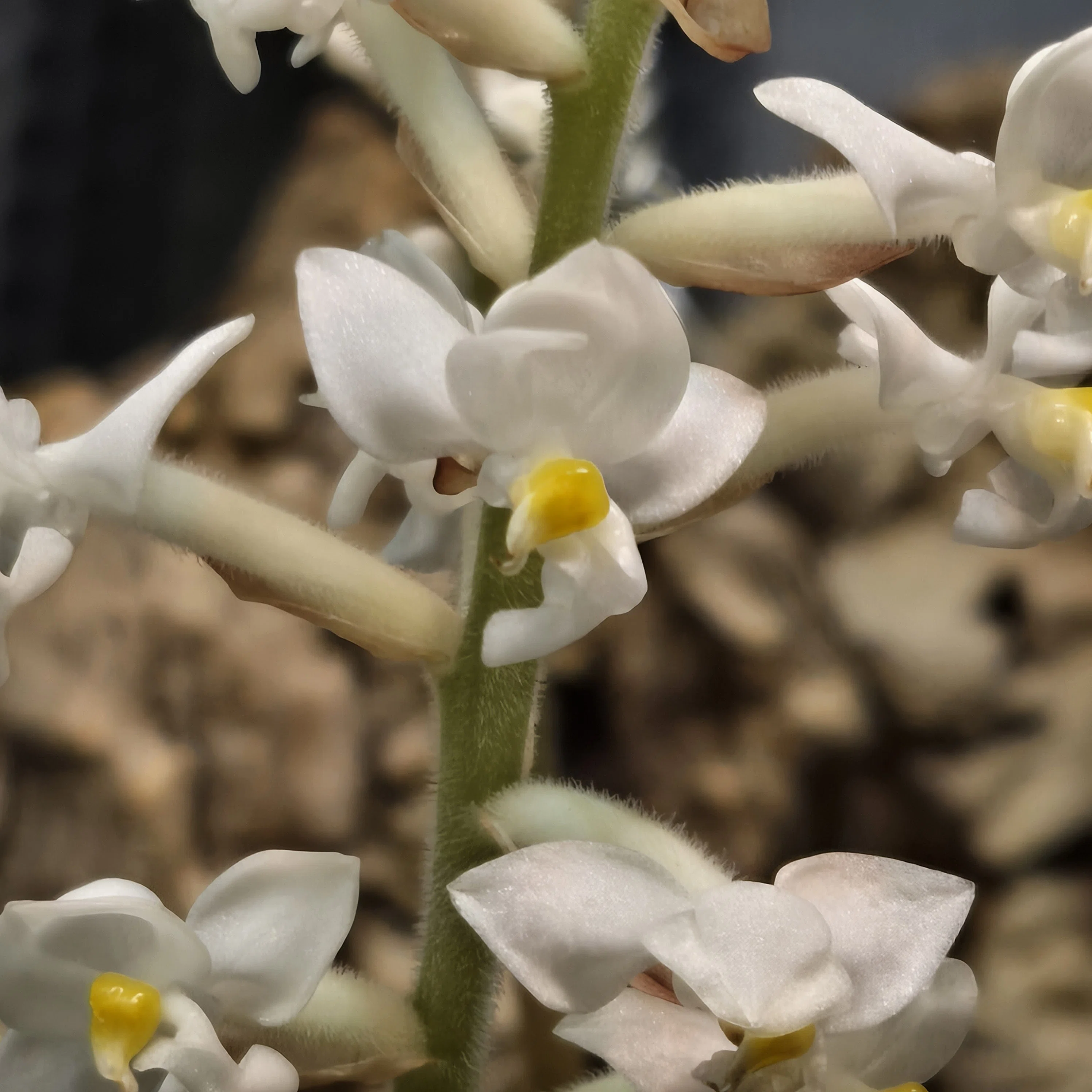 ホンコンシュスラン（Ludisia discolor）曙中斑｜ポチョムキン卿