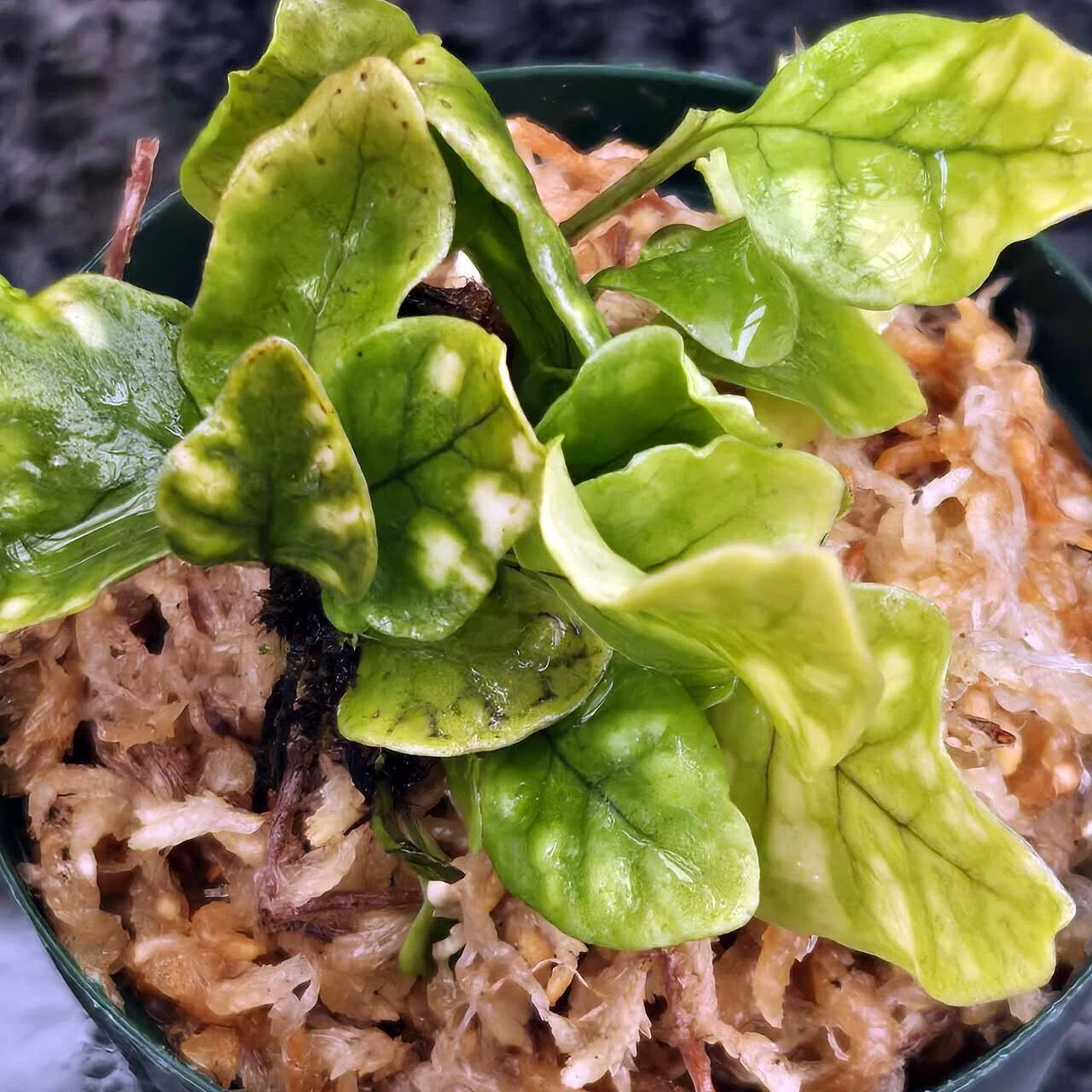 ♦そこら辺のとはちょっと違う♦いや 大きく違うｗ✨️短葉白虎ウラボシ✨️ 短葉白虎ウラボシ｜ポチョムキン卿