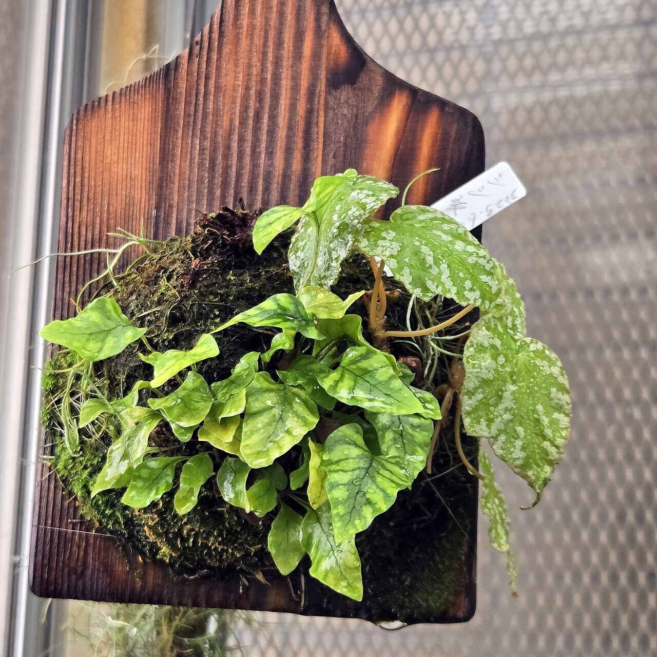 短葉白虎ウラボシ｜ポチョムキン卿