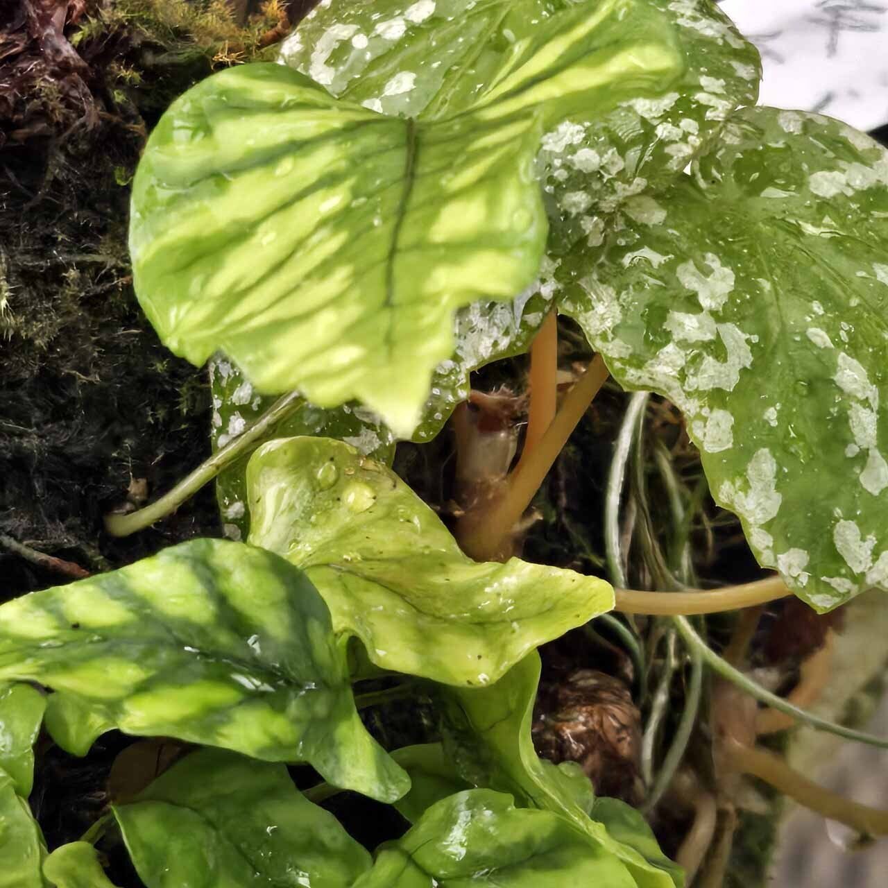 短葉白虎ウラボシ｜ポチョムキン卿