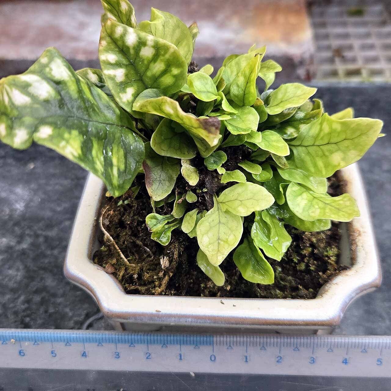 短葉白虎ウラボシ｜ポチョムキン卿