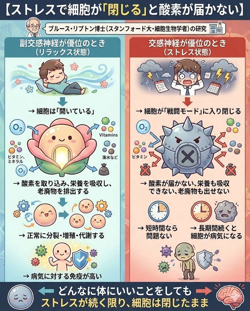 ストレス 細胞 交感神経 副交感神経 自律神経 ブルースリプトン 酸素 免疫