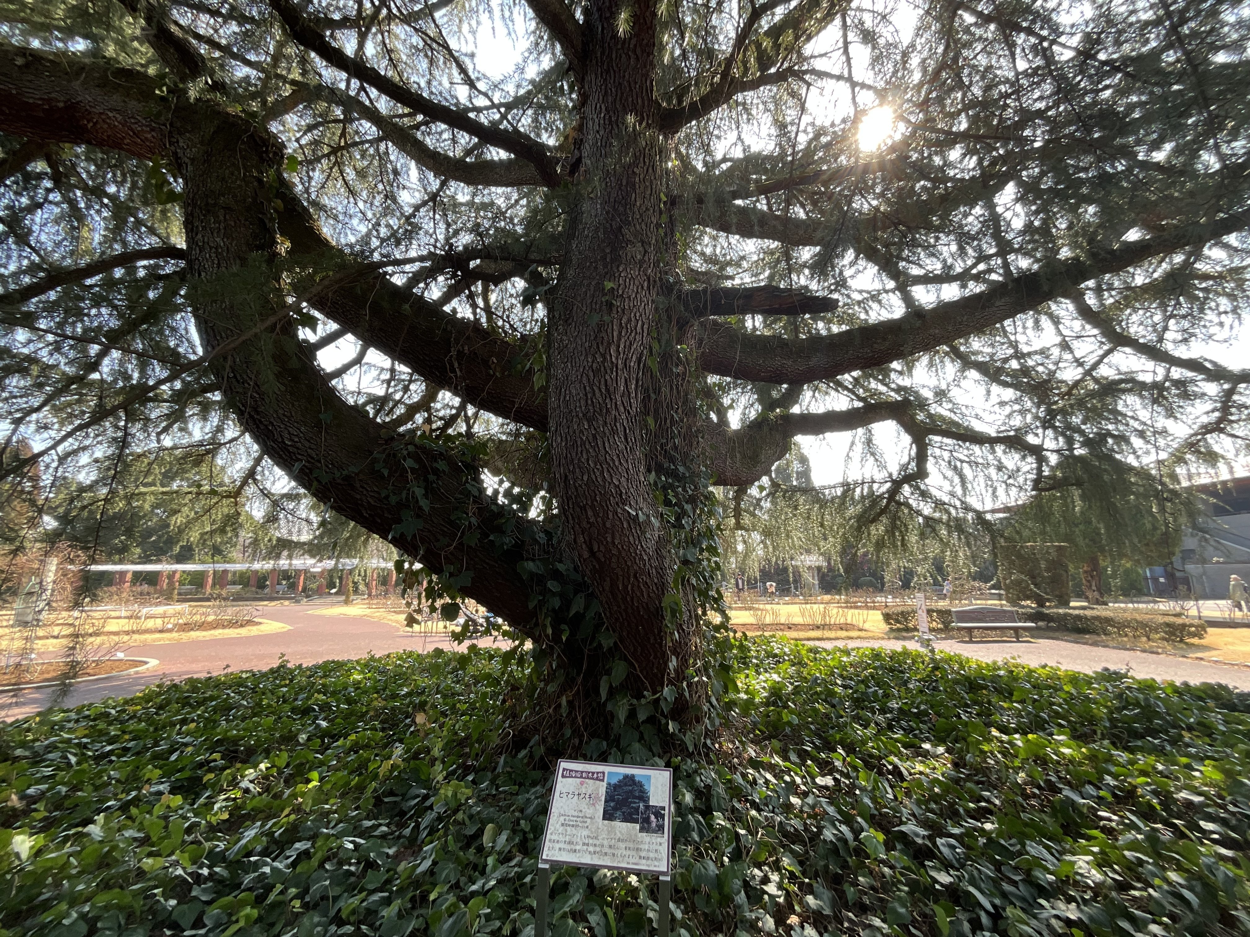 ヒマラヤスギ（京都府立植物園）No.115：2026年3月7日（土）｜藤井秀昭