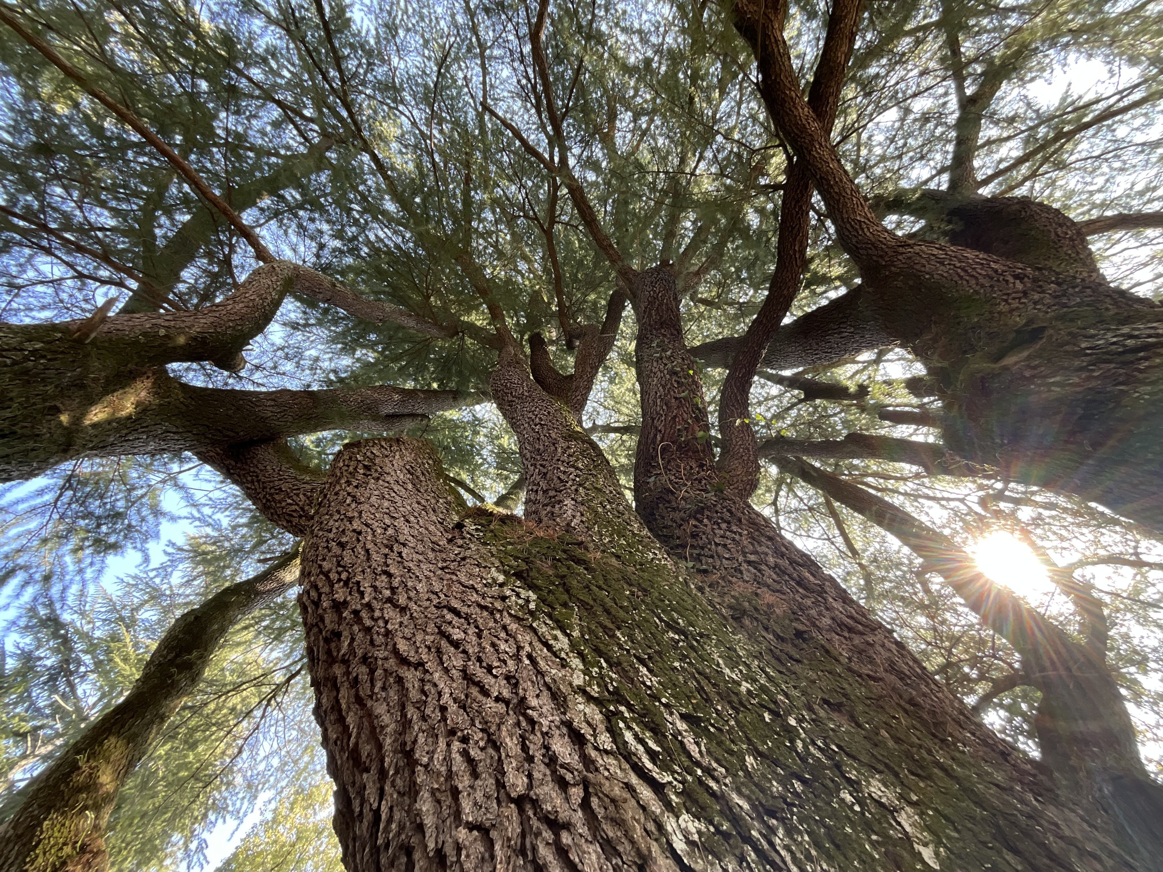 ヒマラヤスギ（京都府立植物園）No.115：2026年3月7日（土）｜藤井秀昭