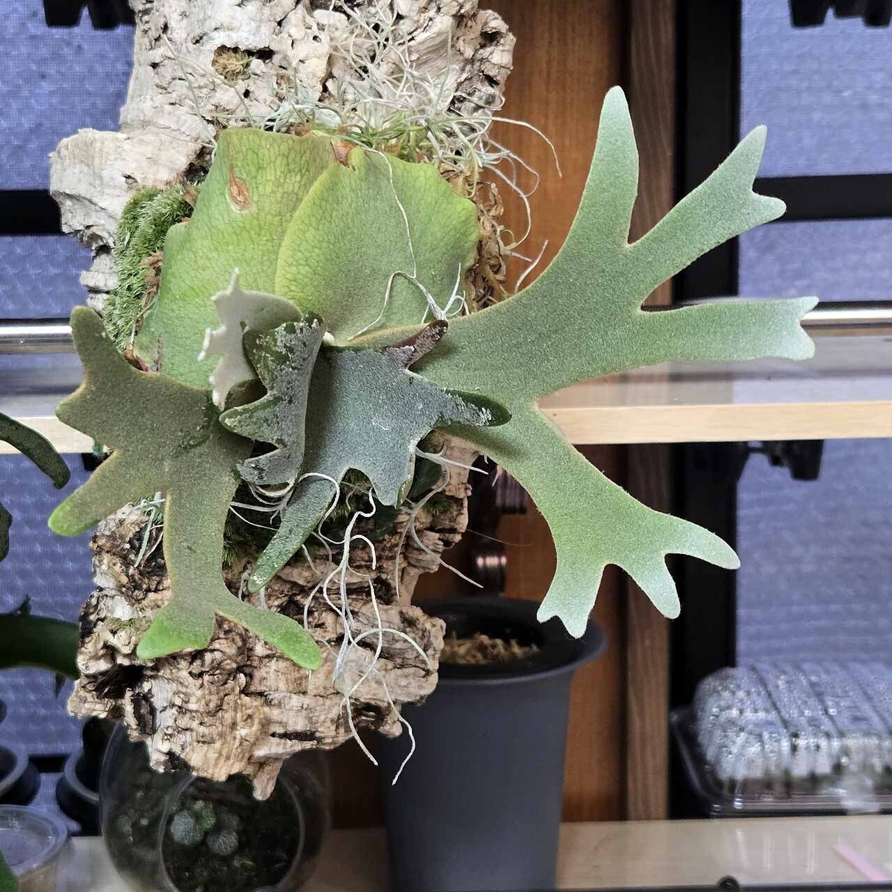 P.ウィリンキー 'ジェニー'（Platycerium willinckii 'Jenny