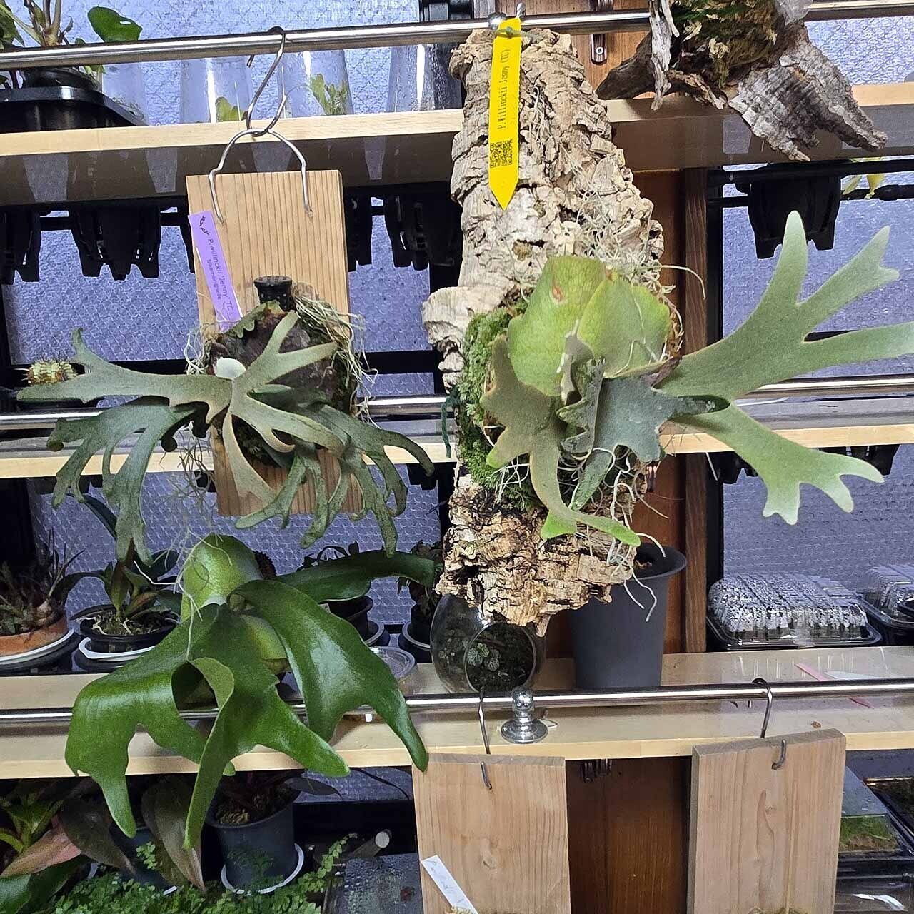 P.ウィリンキー 'ジェニー'（Platycerium willinckii 'Jenny